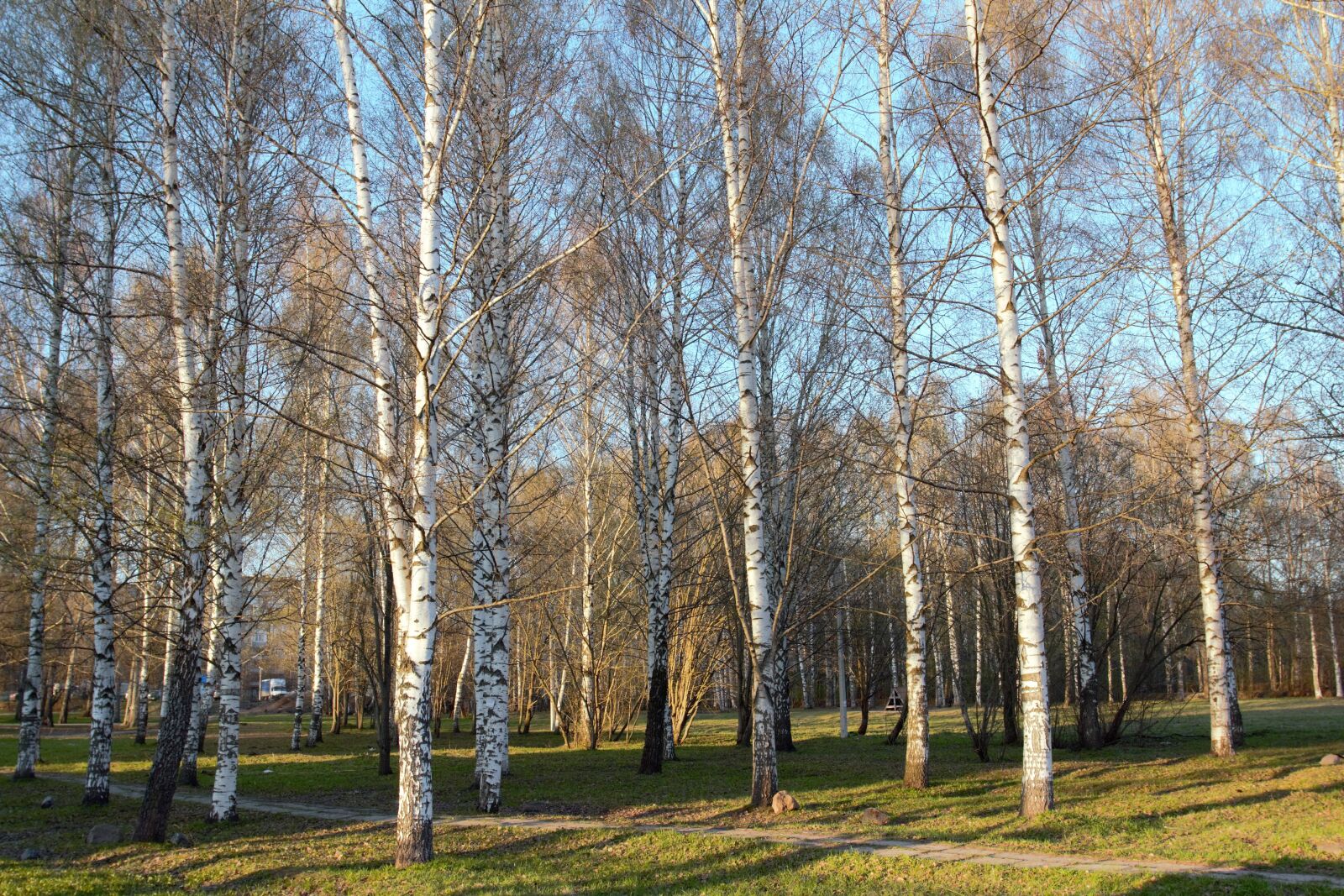 Canon EOS 600D (Rebel EOS T3i / EOS Kiss X5) sample photo. Birch, spring, nature photography
