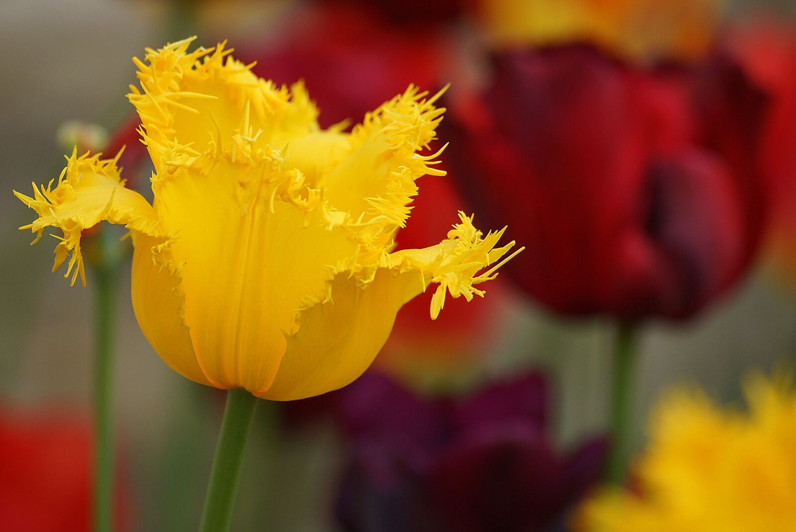 Sony SLT-A65 (SLT-A65V) sample photo. Flowers, tulips, plant photography