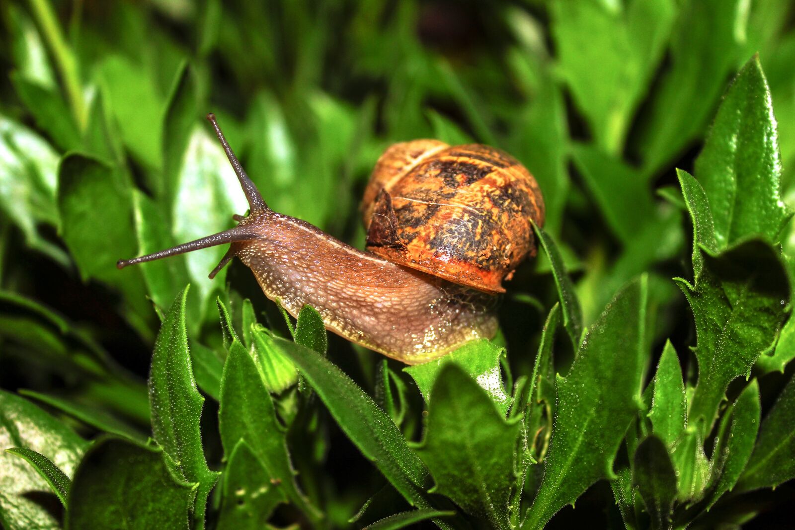 Canon EOS 600D (Rebel EOS T3i / EOS Kiss X5) sample photo. Snail, animal, nature photography