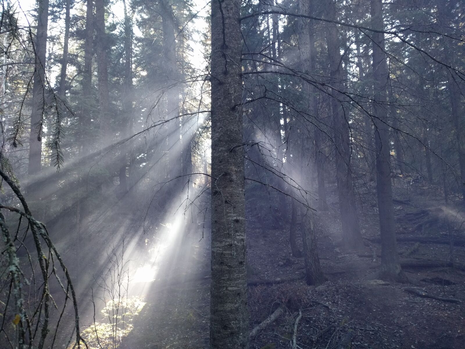 Google Nexus 6P sample photo. Forest, trees, sunlight photography
