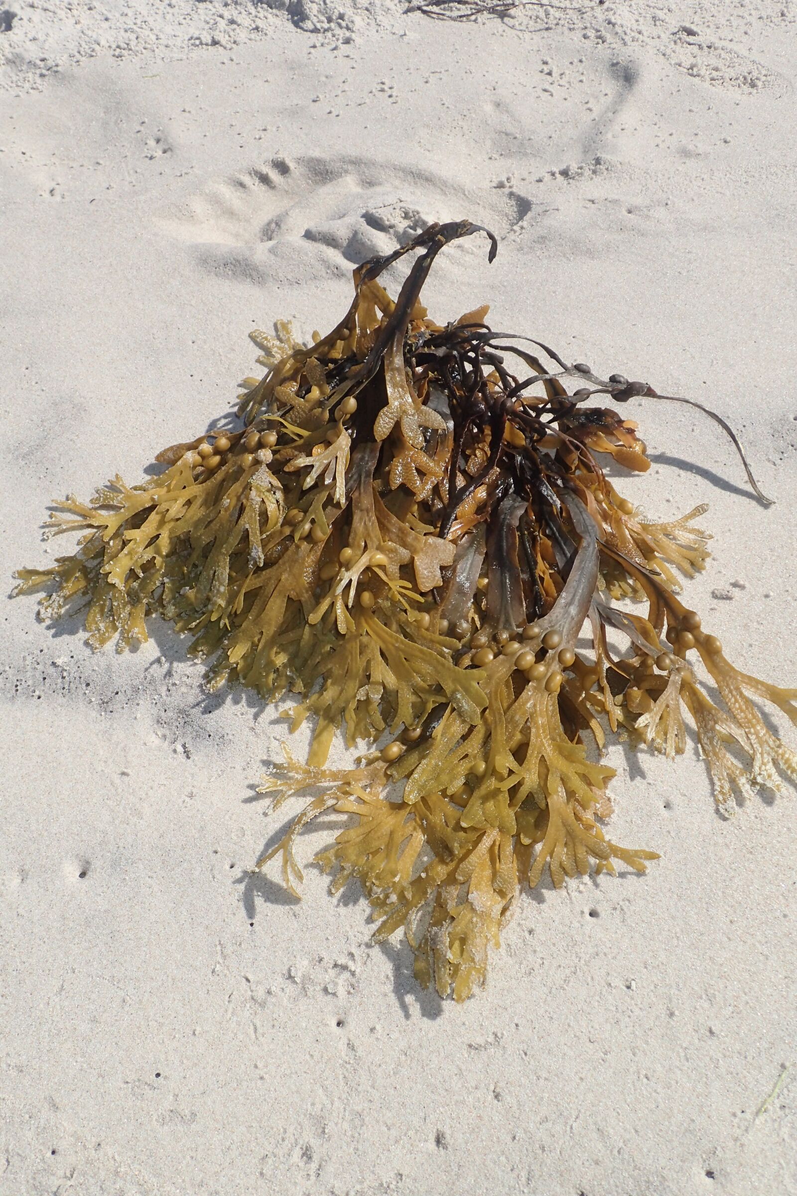 Olympus TG-3 sample photo. Glon, seaweed, beach photography