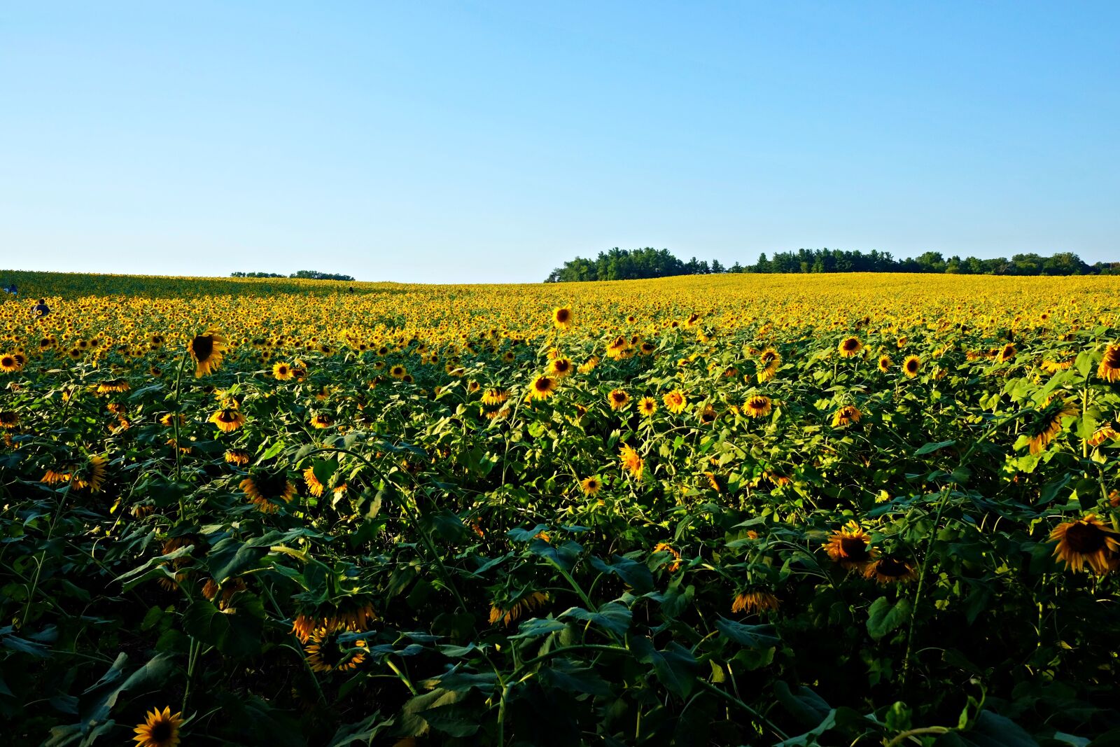 Fujifilm X70 sample photo. Sunflowers, flowers, field photography