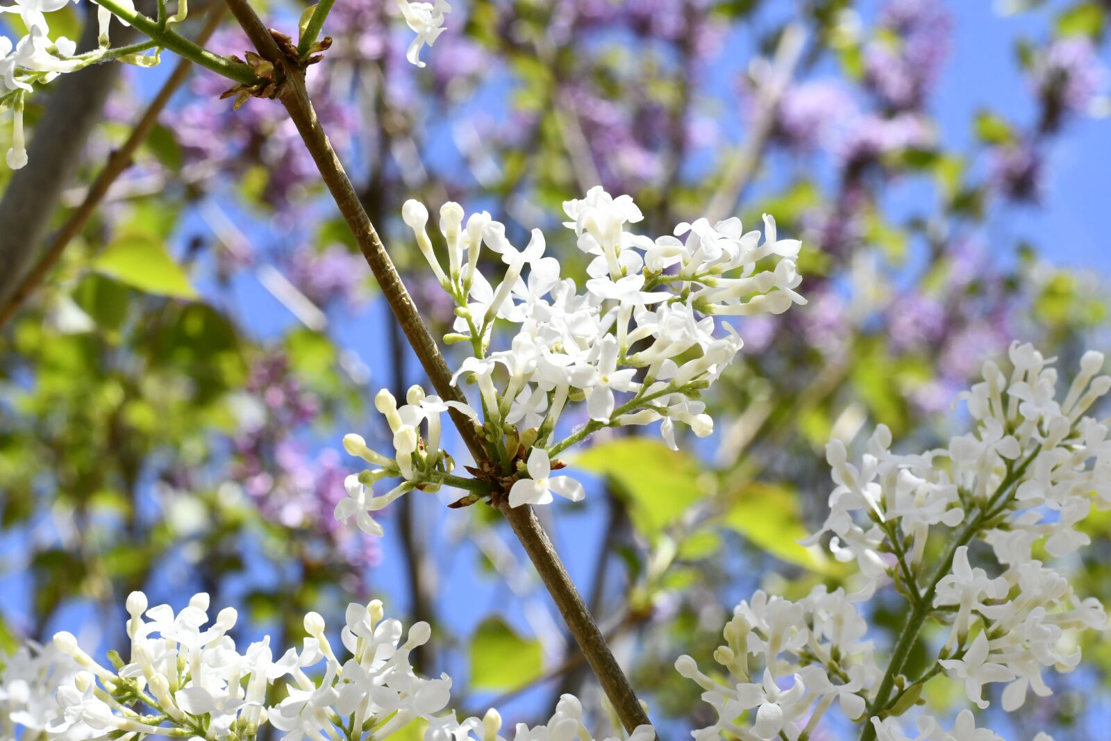 Nikon D7500 sample photo. Spring, flowers, plant photography