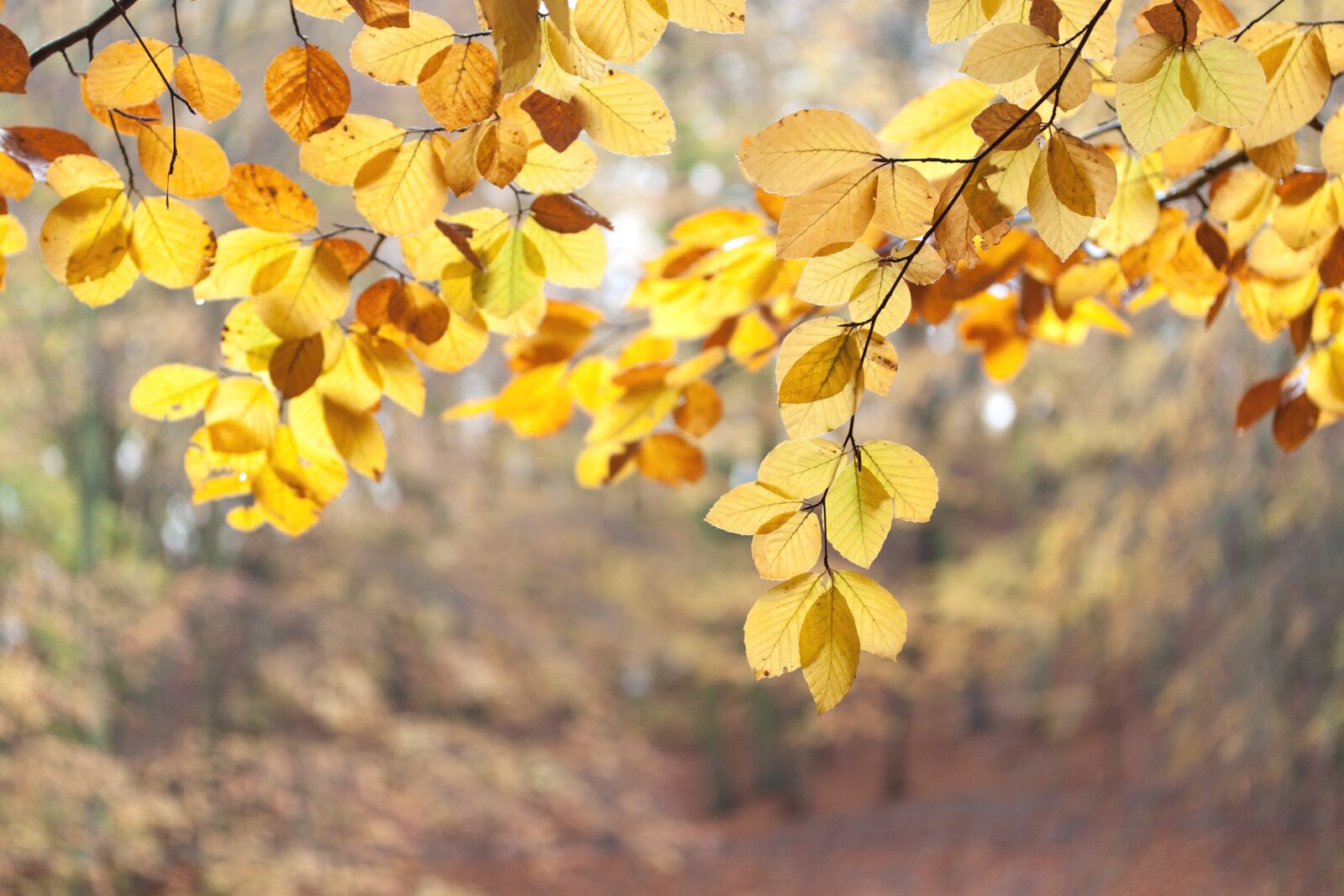 Canon EOS 500D (EOS Rebel T1i / EOS Kiss X3) + Canon EF-S 60mm F2.8 Macro USM sample photo. Foliage, autumn, forest photography