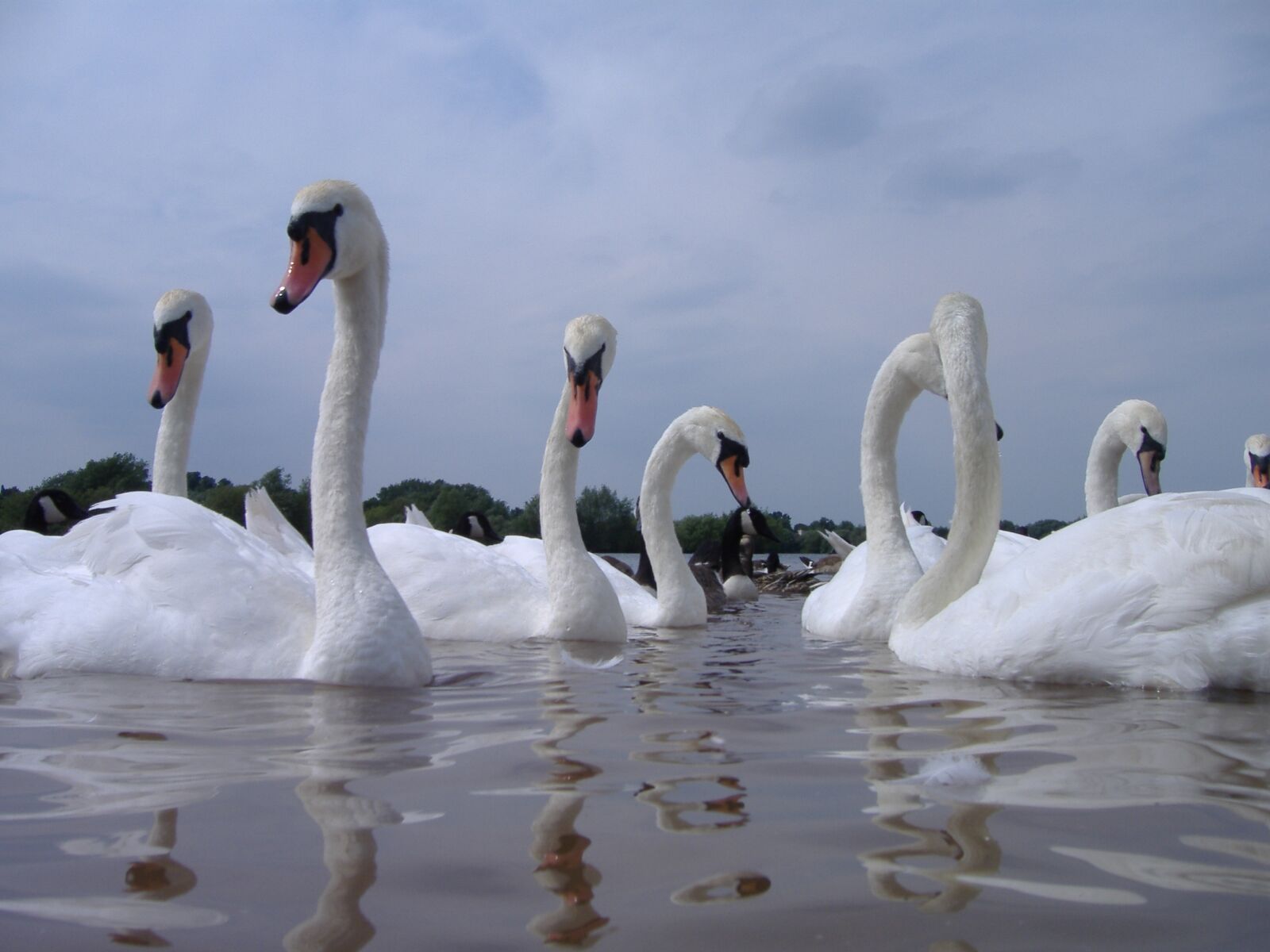Fujifilm FinePix A370 sample photo. Swans, water, nature photography