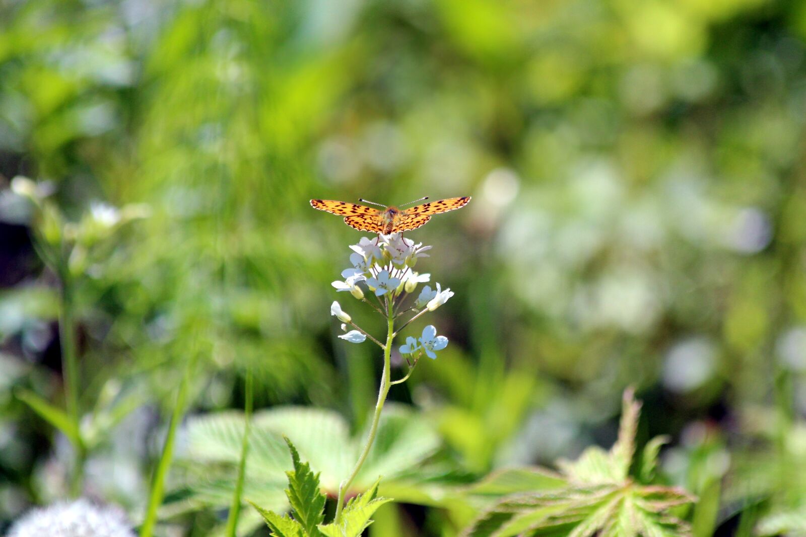 Canon EOS 650D (EOS Rebel T4i / EOS Kiss X6i) sample photo. Butterfly, summer, nature photography