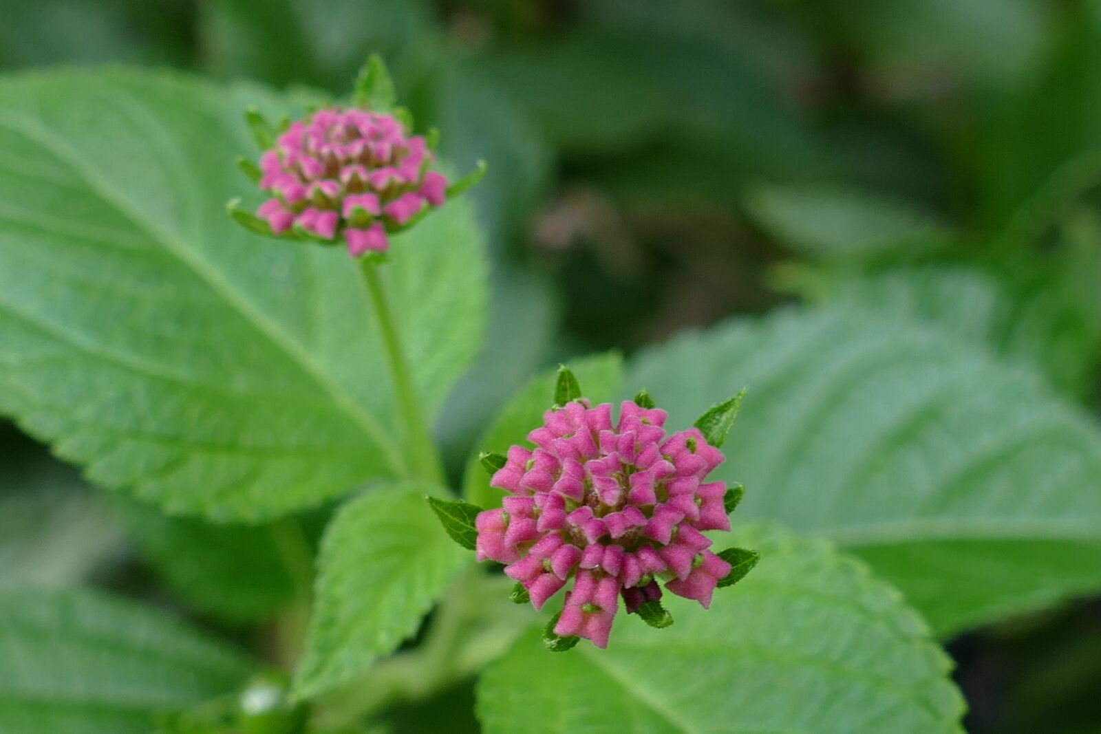 Panasonic Lumix DMC-FZ1000 sample photo. Flower, lantana, plant photography