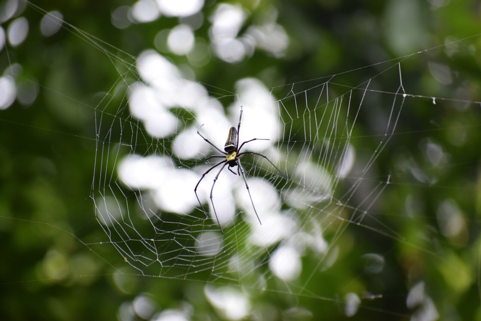 Nikon D5300 sample photo. Nature, forest, trees photography