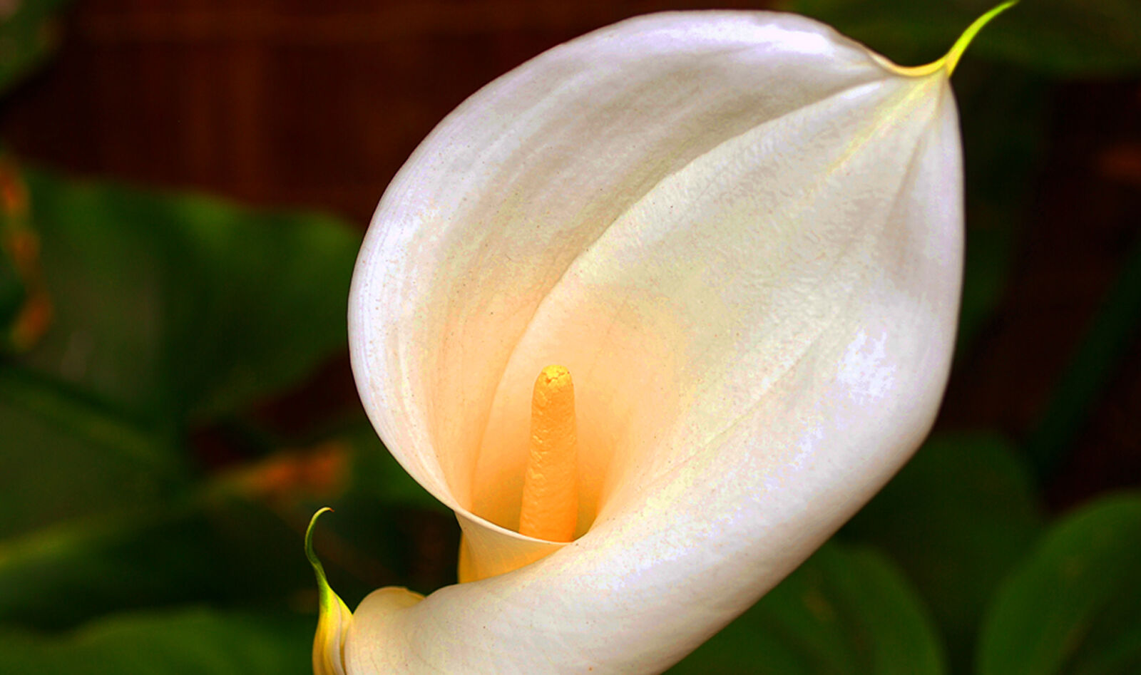 Nikon D60 sample photo. Beautiful, flowers photography