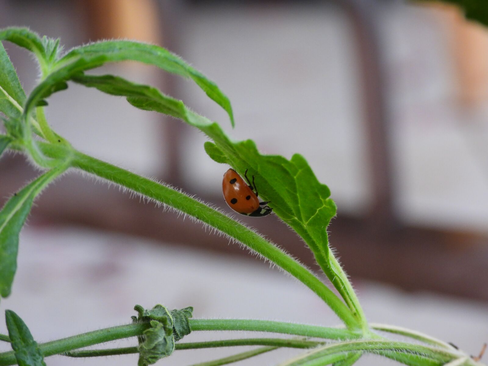 Nikon Coolpix P1000 sample photo. Ladybug, wandering, plant photography