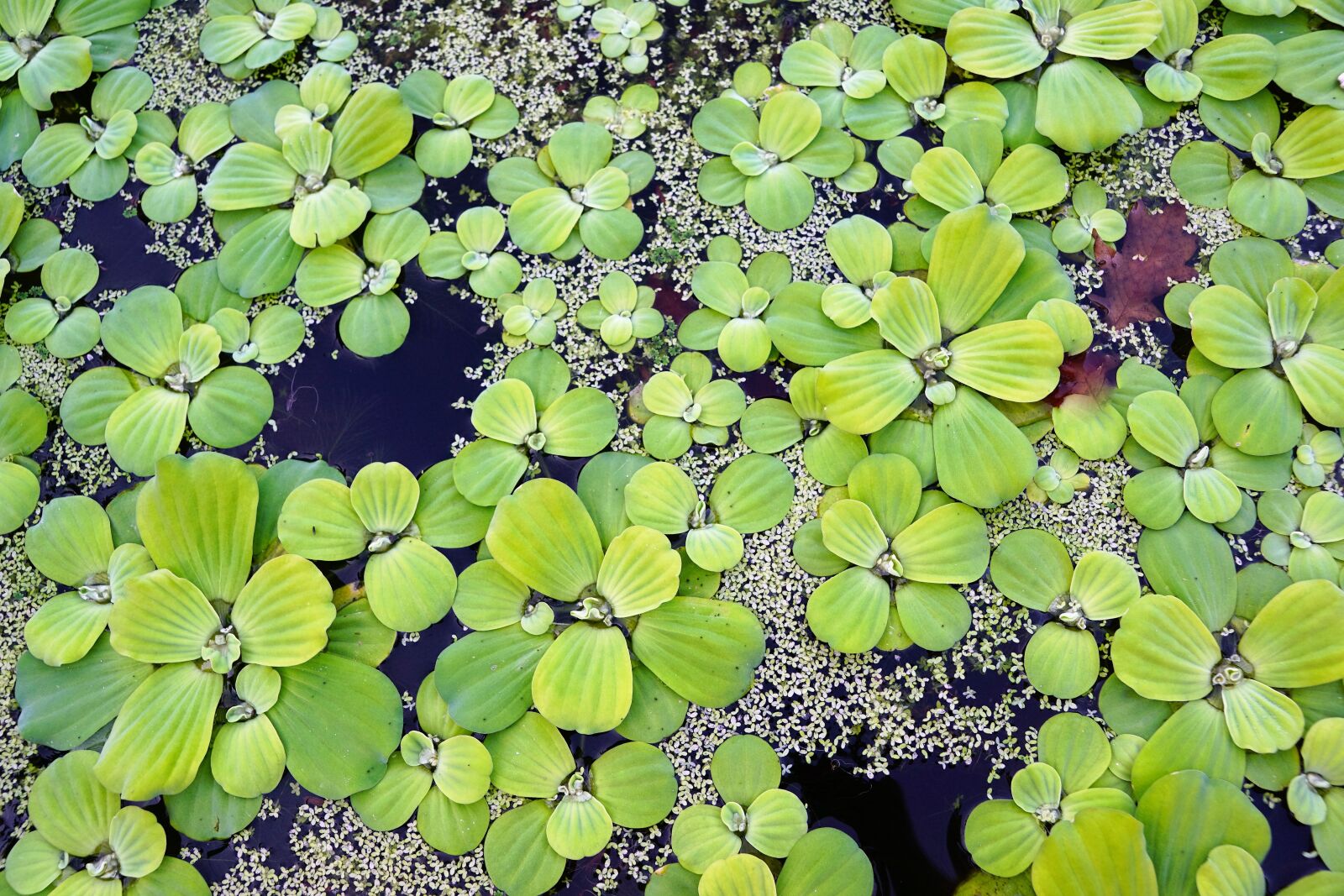 Sony ILCA-77M2 + Sony DT 16-50mm F2.8 SSM sample photo. Water, plant, pond photography