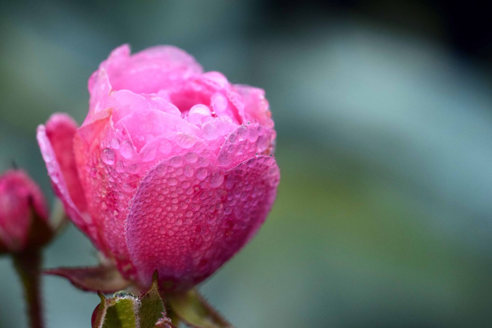 Nikon D3300 sample photo. Dew, moisture, nature, leaf photography
