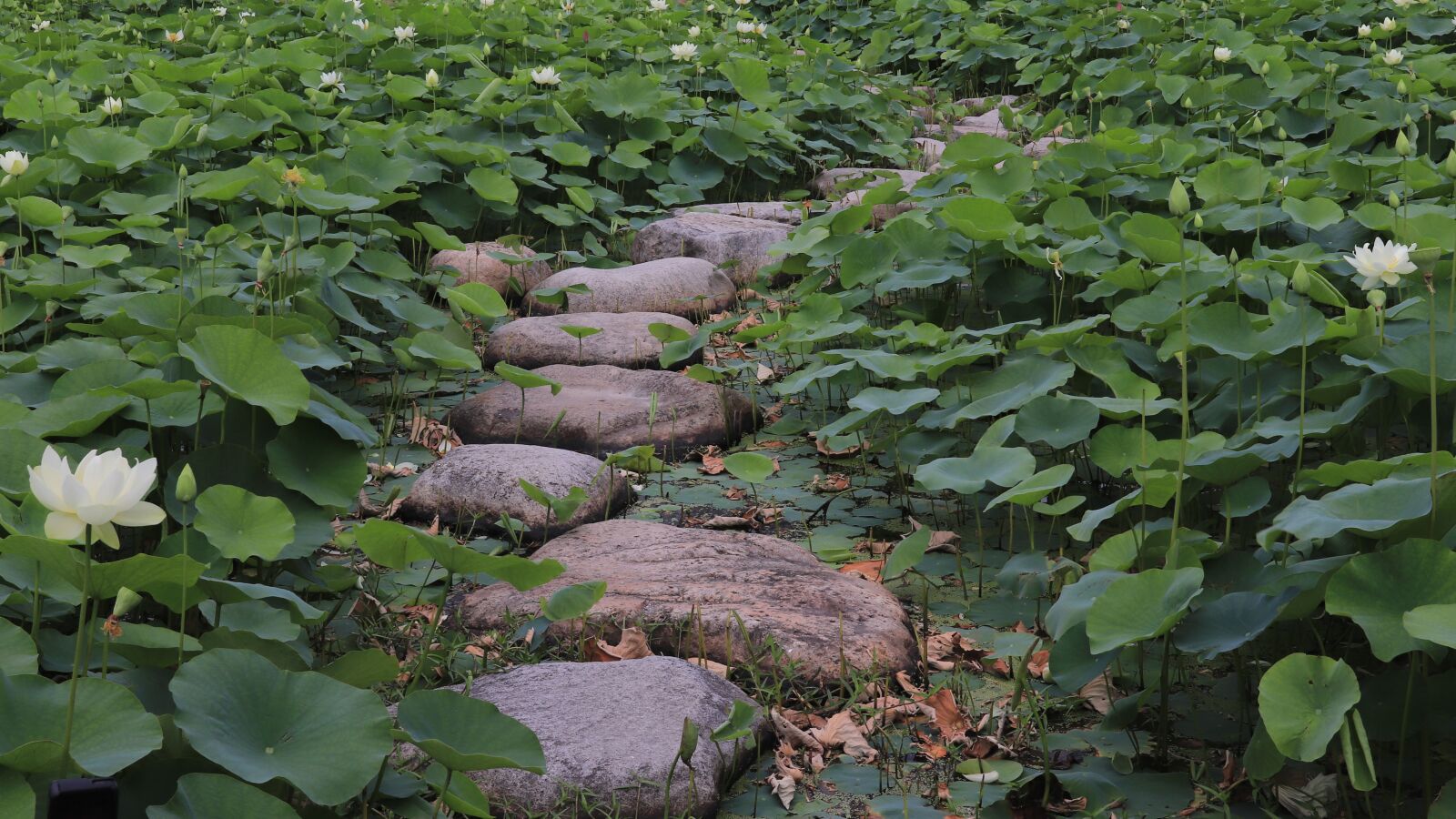 Canon EOS 800D (EOS Rebel T7i / EOS Kiss X9i) + Canon EF-S 18-200mm F3.5-5.6 IS sample photo. Path, ways, stone way photography