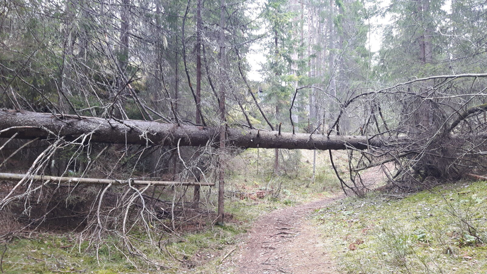 Samsung Galaxy S5 Neo sample photo. Fallen, tree, forest, norway photography