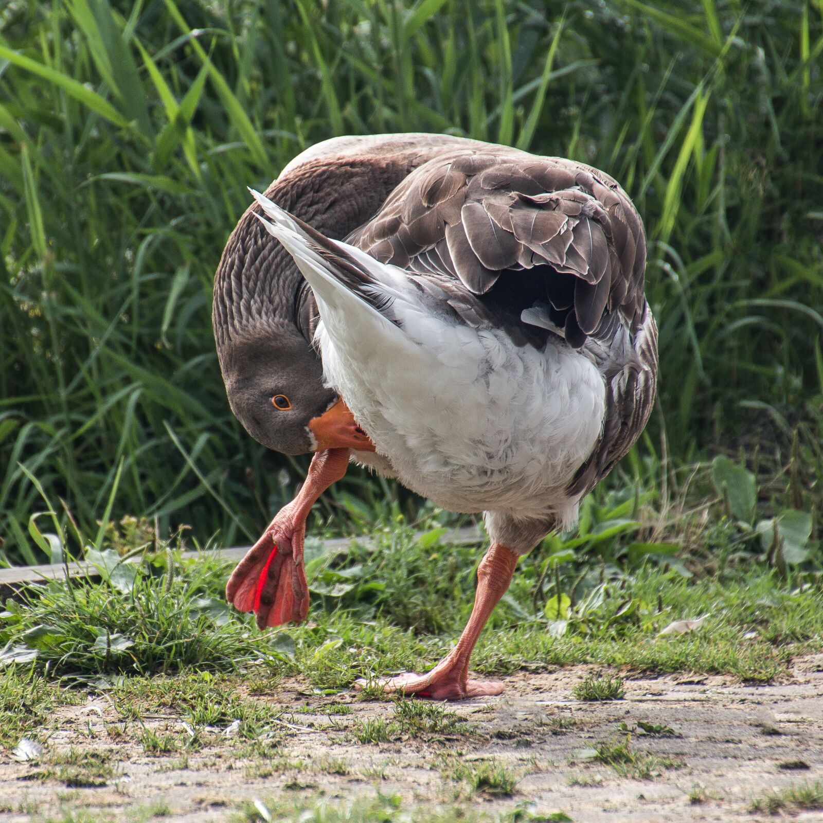 Canon EOS 650D (EOS Rebel T4i / EOS Kiss X6i) sample photo. Goose, greylag goose, plumage photography