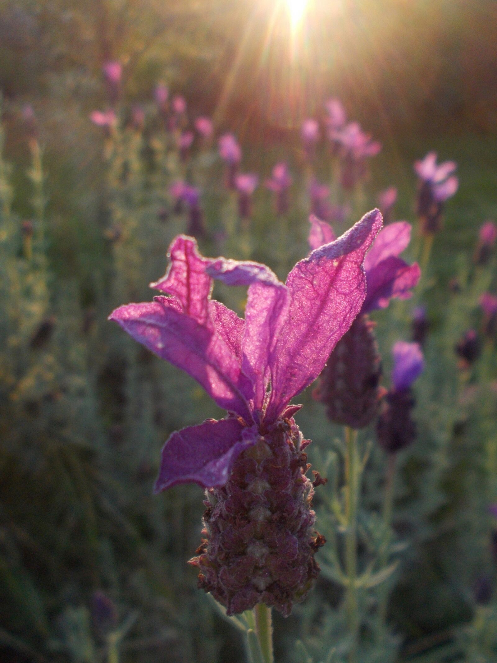 Nikon COOLPIX L29 sample photo. Lavender, lavender flowers, violet photography