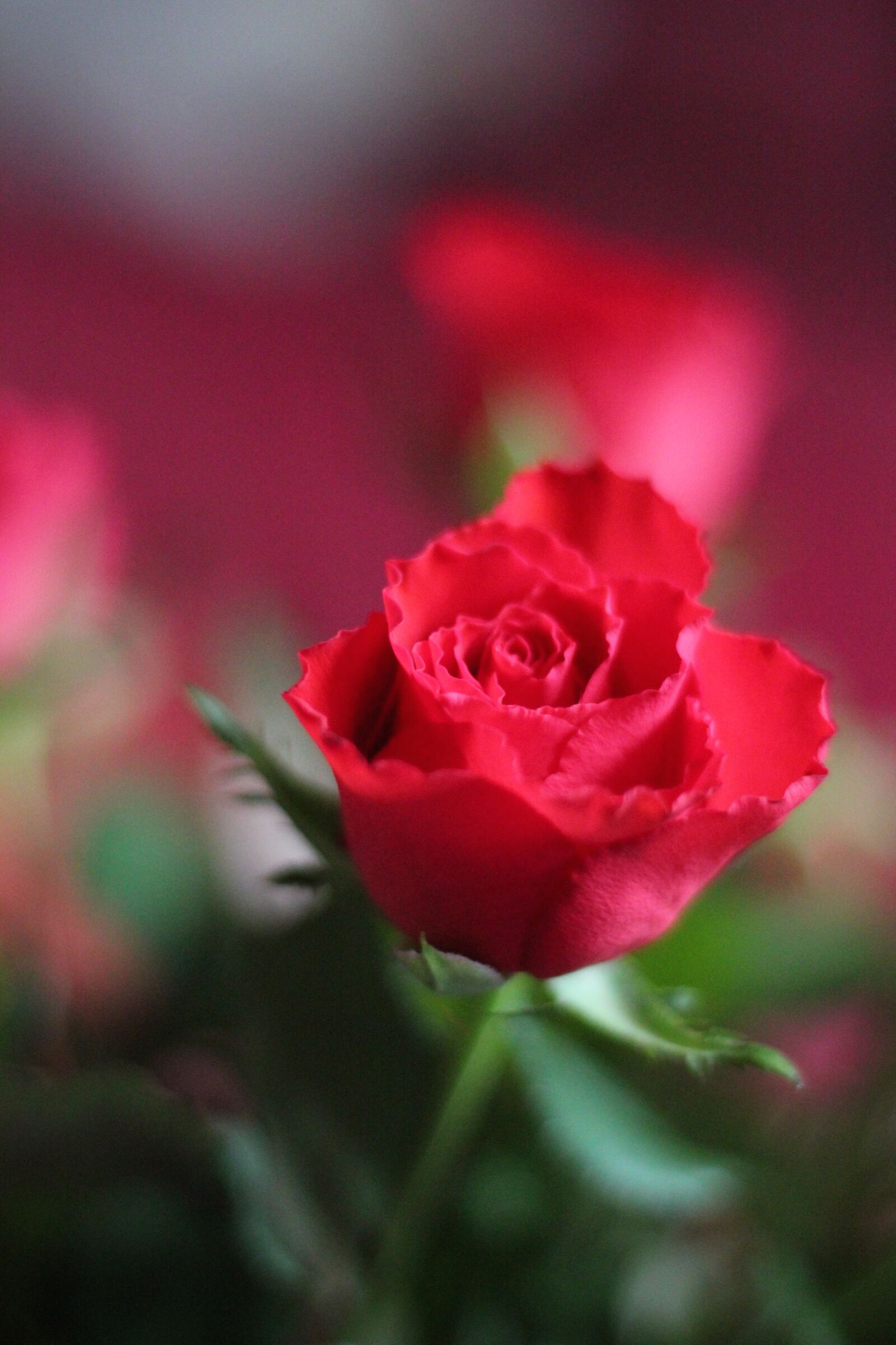 Canon EOS 550D (EOS Rebel T2i / EOS Kiss X4) sample photo. Rose, red, flower photography