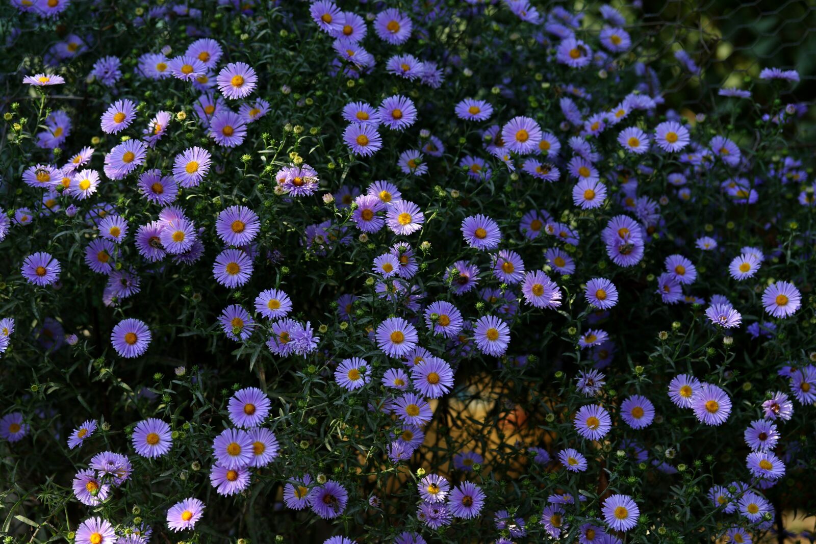 Canon EF-S 60mm F2.8 Macro USM sample photo. Flowers, mov, autumn photography
