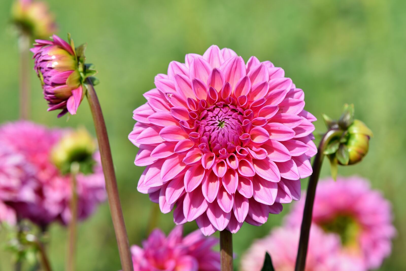 Nikon D7200 sample photo. Dahlia, dahlias bud, flower photography