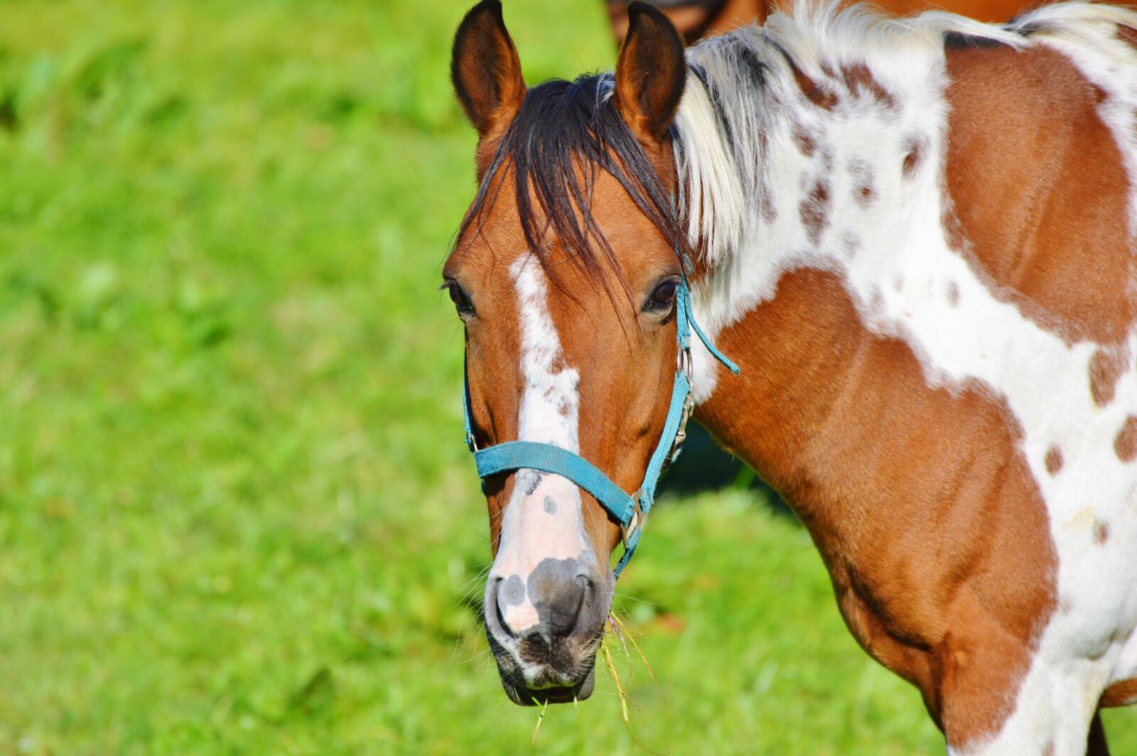 Nikon D3200 sample photo. Horse, ride, reiter photography