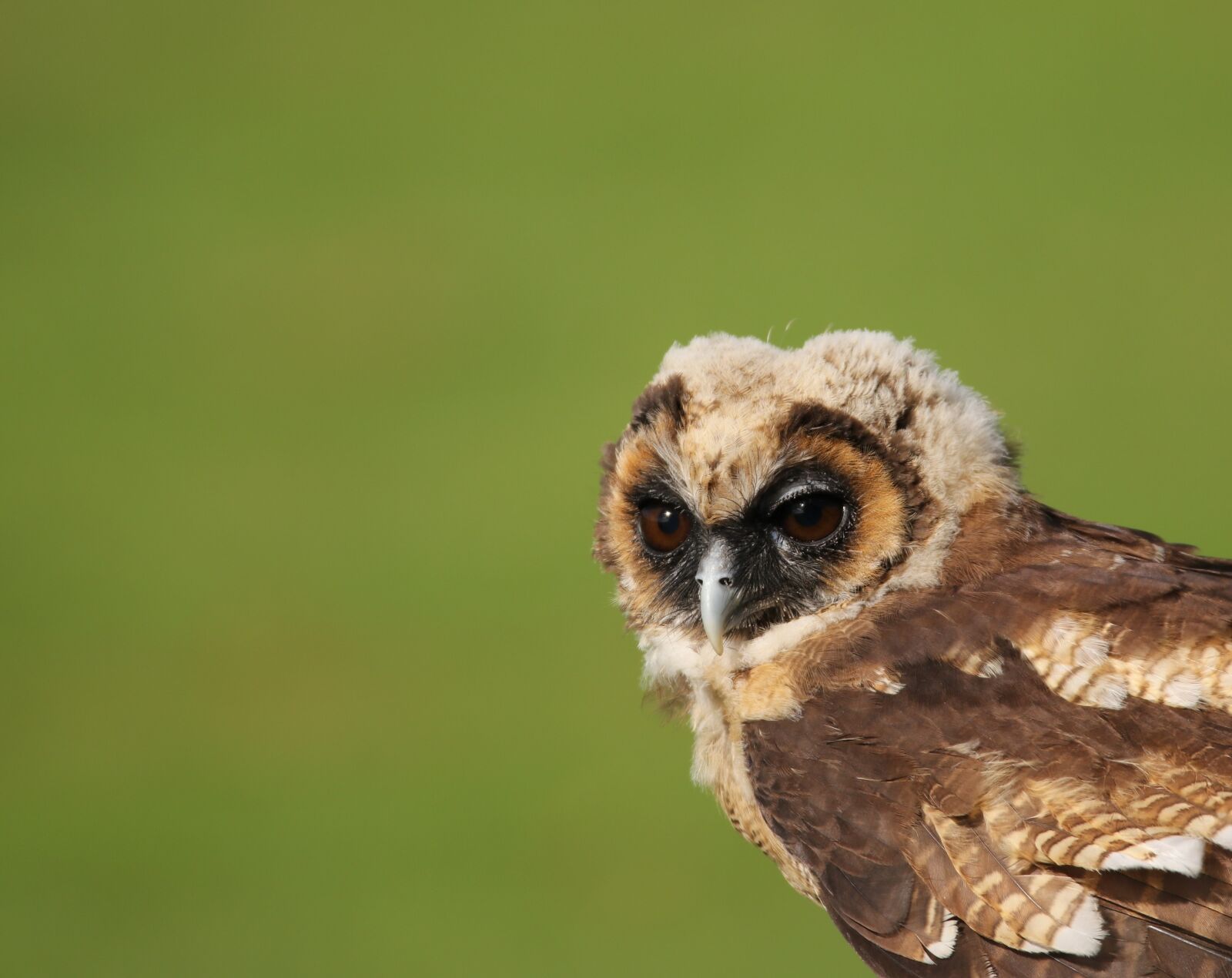 Canon EOS 80D sample photo. Owl, little brown owl photography