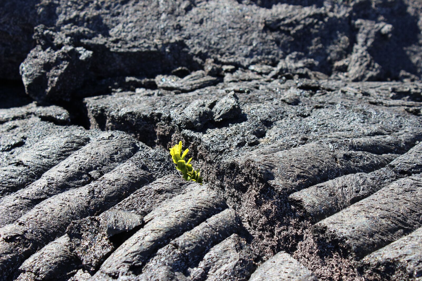 Canon EOS 600D (Rebel EOS T3i / EOS Kiss X5) sample photo. Plant, lava, regrowth photography