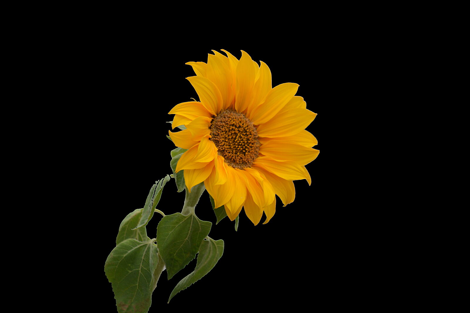 Nikon D5200 sample photo. Agriculture, botanique, ete, fleur photography