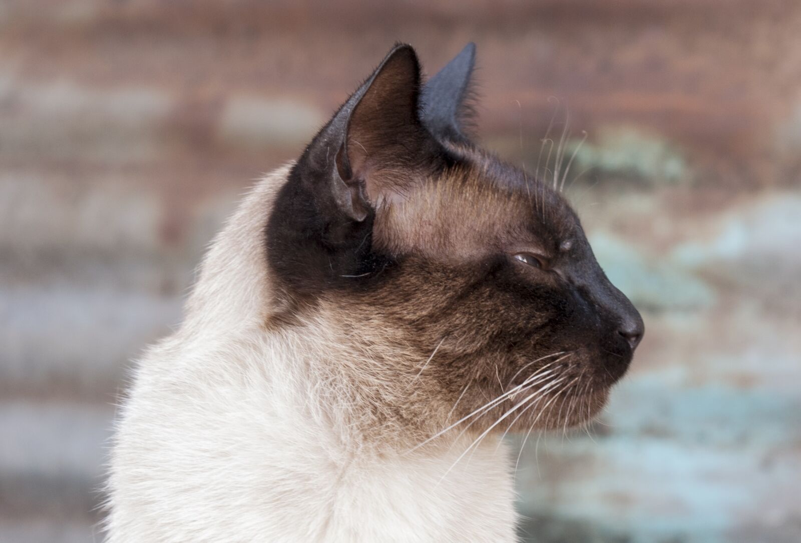 Nikon D3000 sample photo. Cat, siamese, animal photography