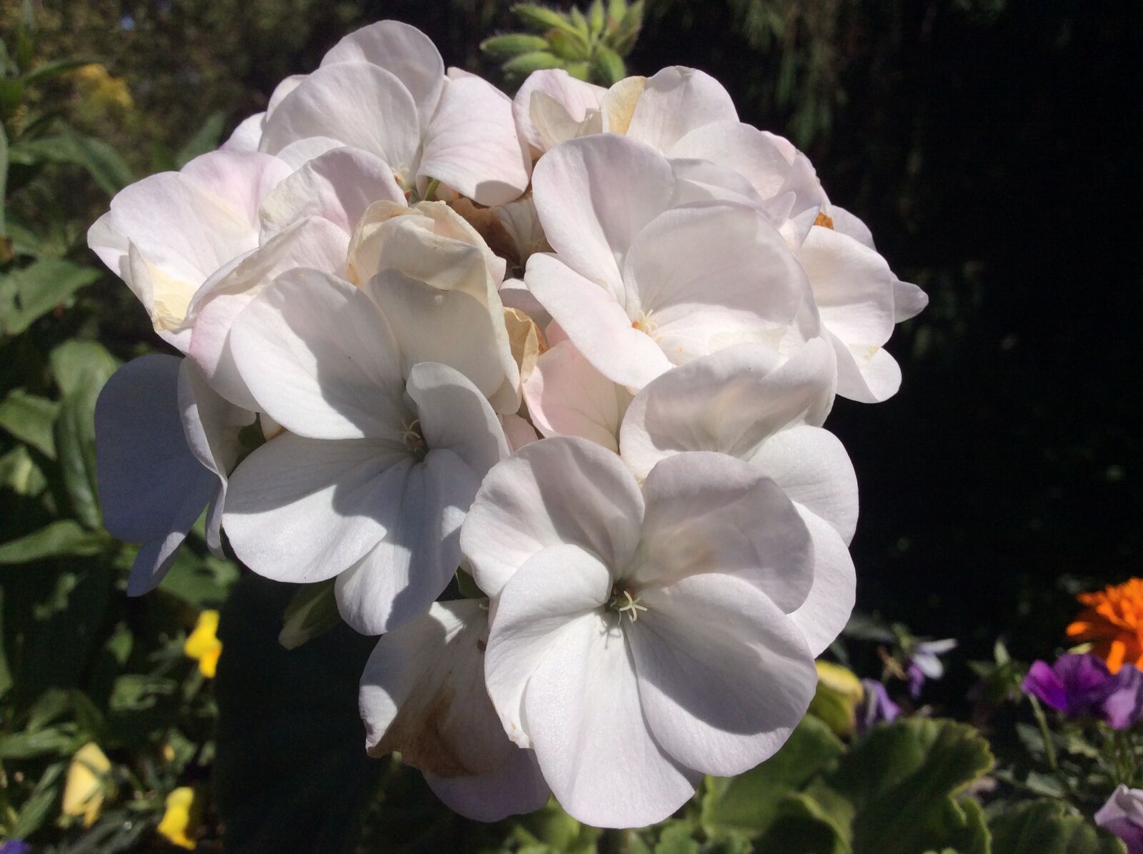 iPad mini 2 back camera 3.3mm f/2.4 sample photo. Flowers, garden, and white photography