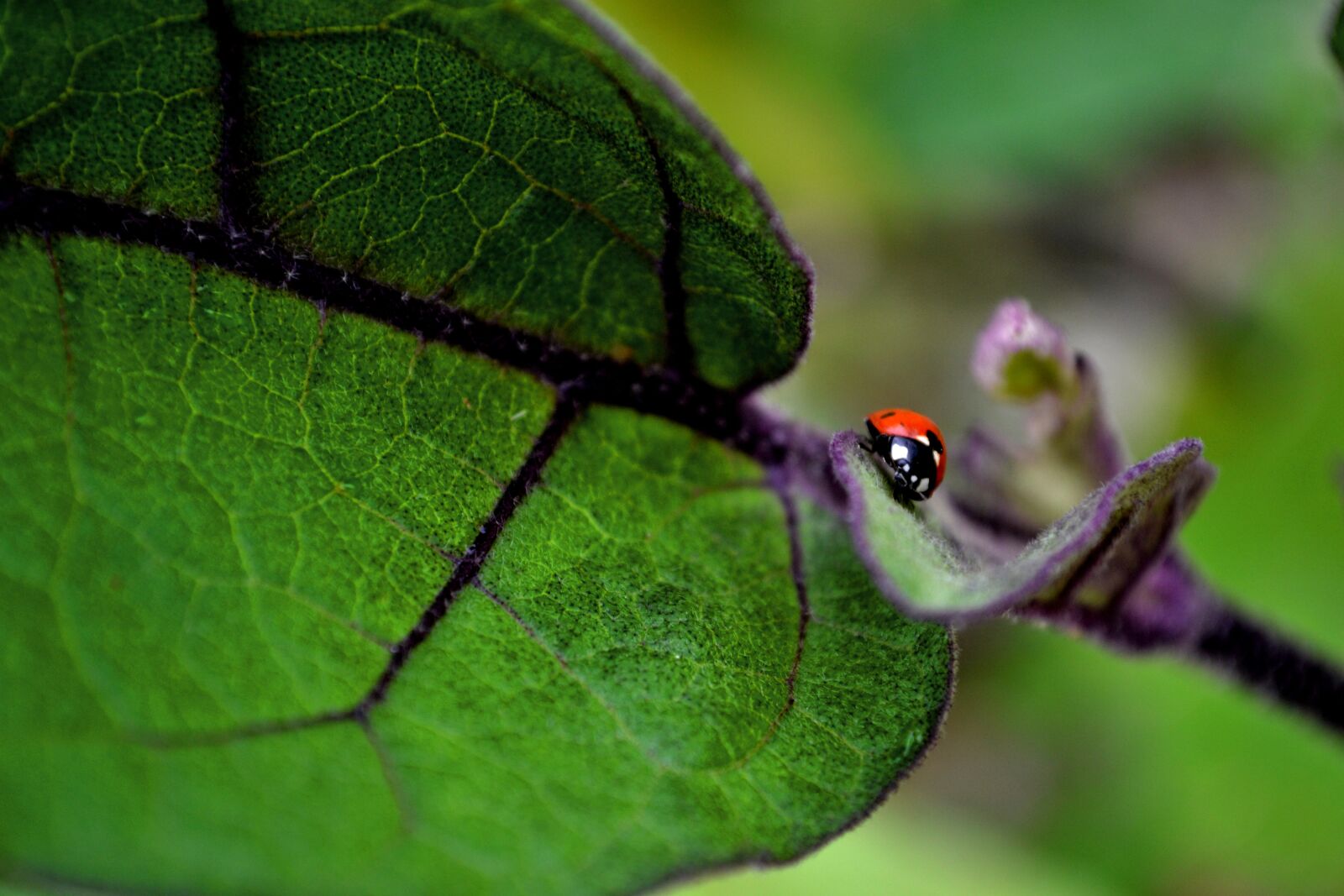Nikon D3100 sample photo. Ladybug, red, green photography