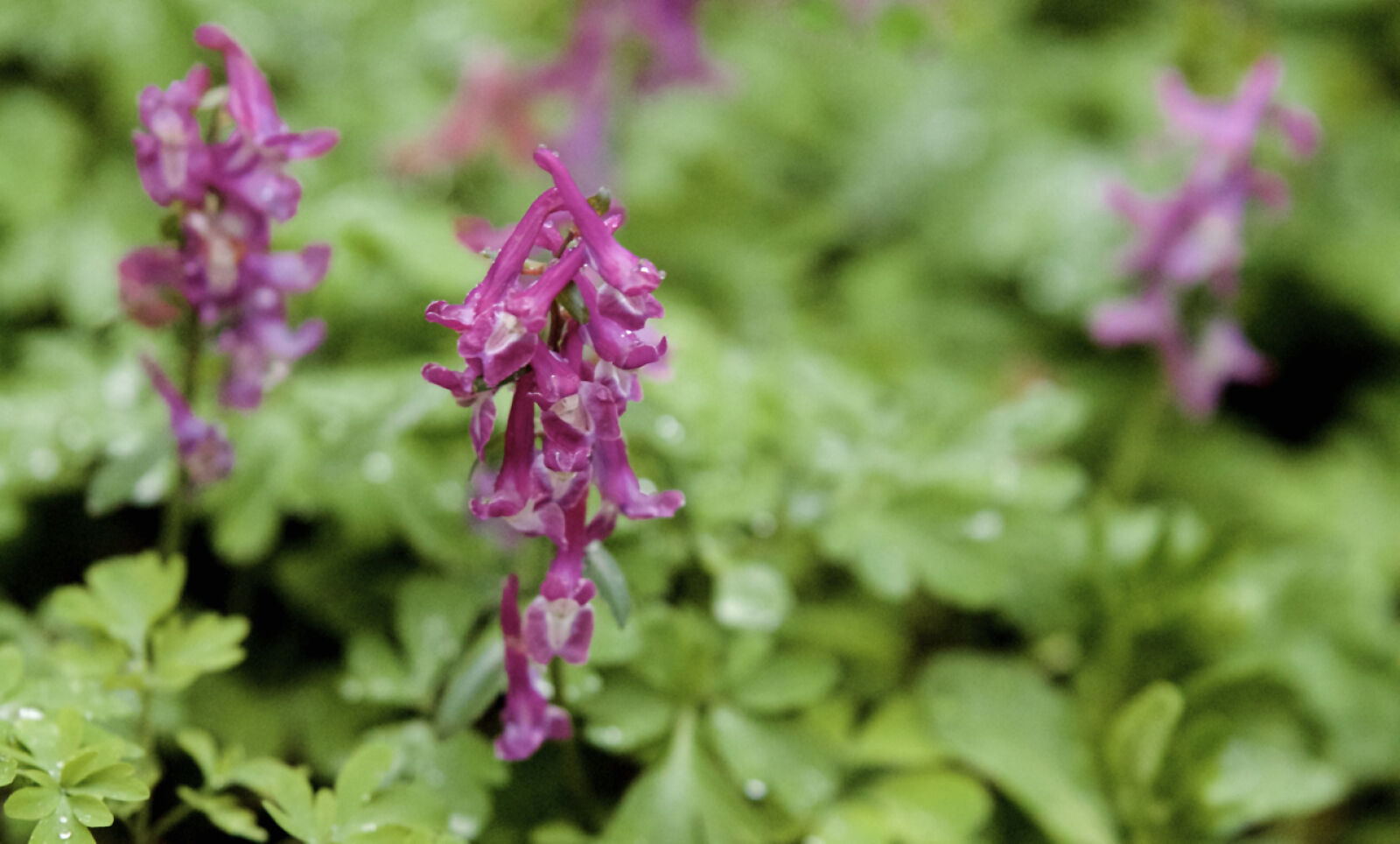 Canon EOS 1100D (EOS Rebel T3 / EOS Kiss X50) sample photo. Flower, green, macro, purple photography