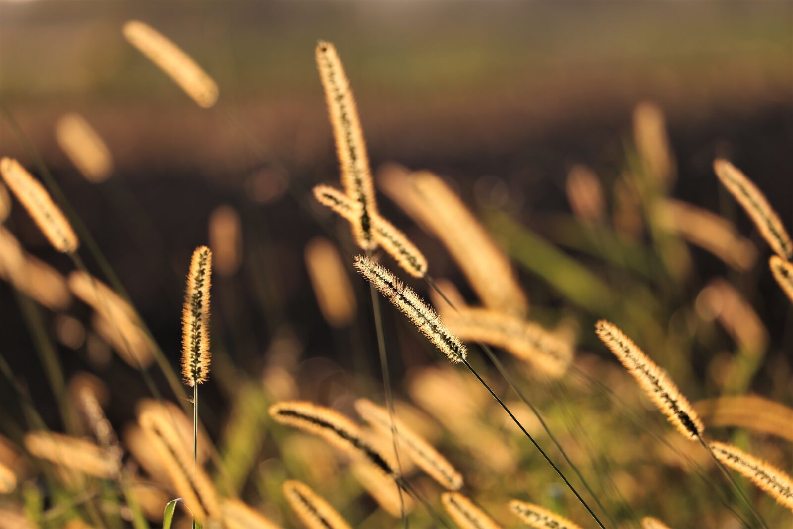 Canon EF 70-300 F4-5.6 IS II USM sample photo. Grass, meadow, green photography