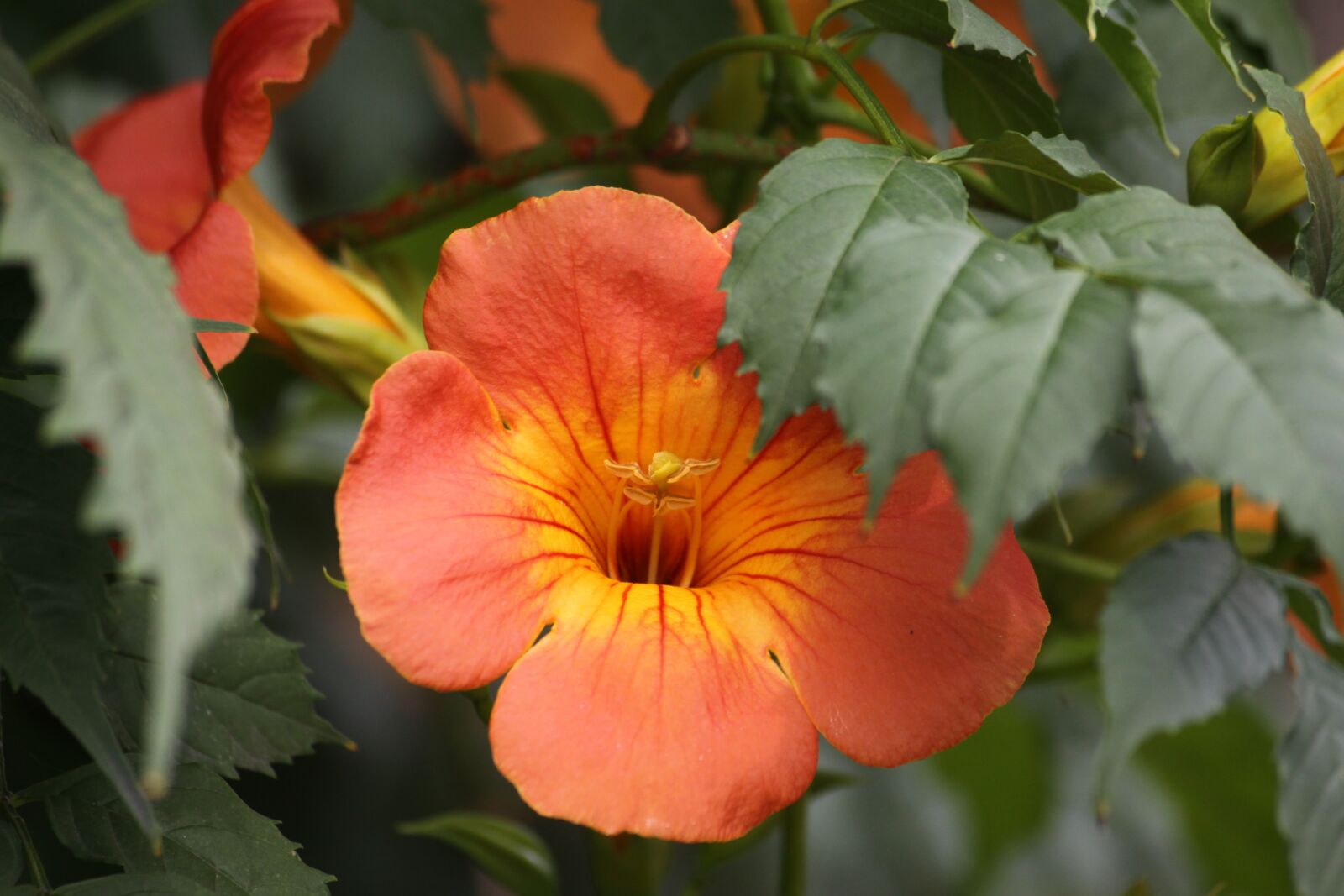 Canon EOS 50D sample photo. Campsis, close-up, trumpet flower photography