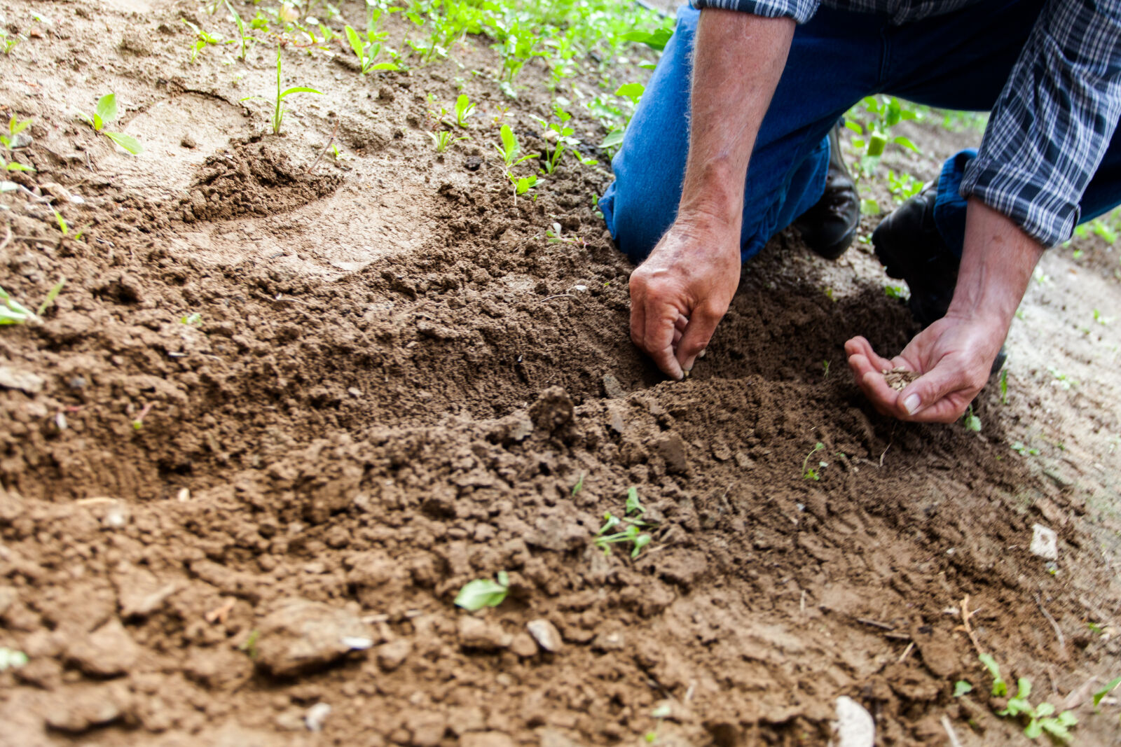 Canon EF 17-40mm F4L USM sample photo. Man, planting, plant photography