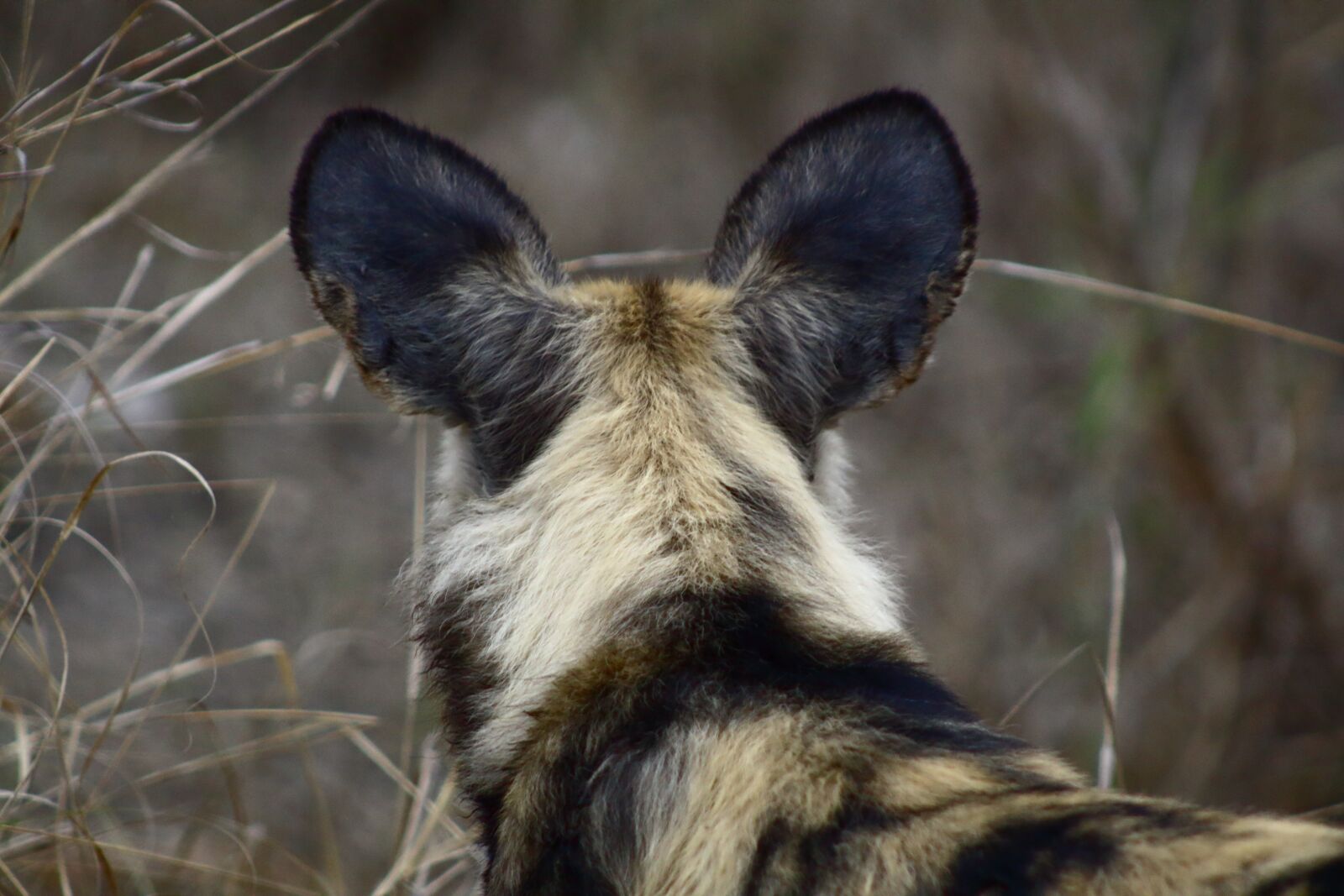 Canon EF75-300mm f/4-5.6 sample photo. Wild dog, nature, predator photography