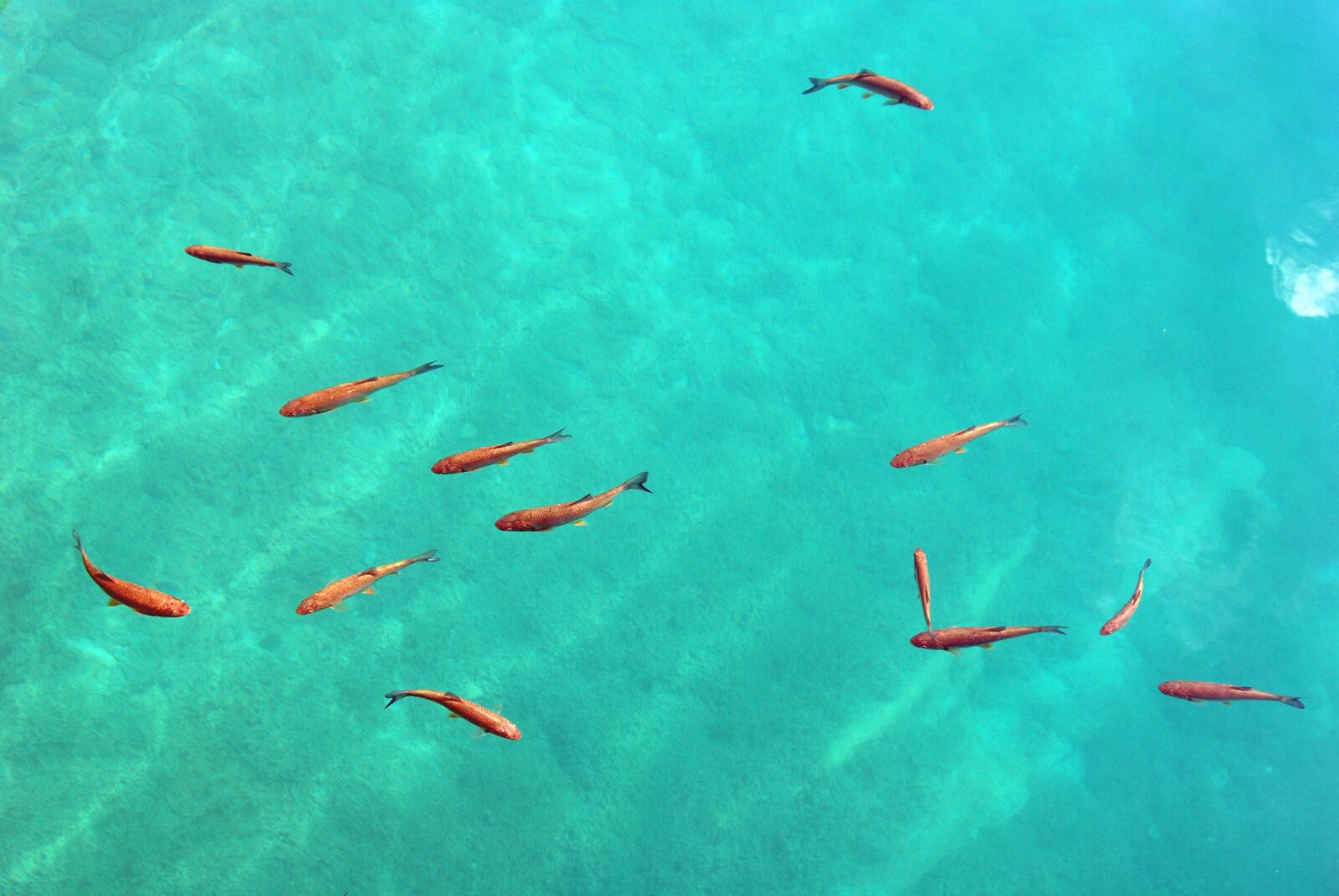 Nikon D40X sample photo. The background, water, fish photography