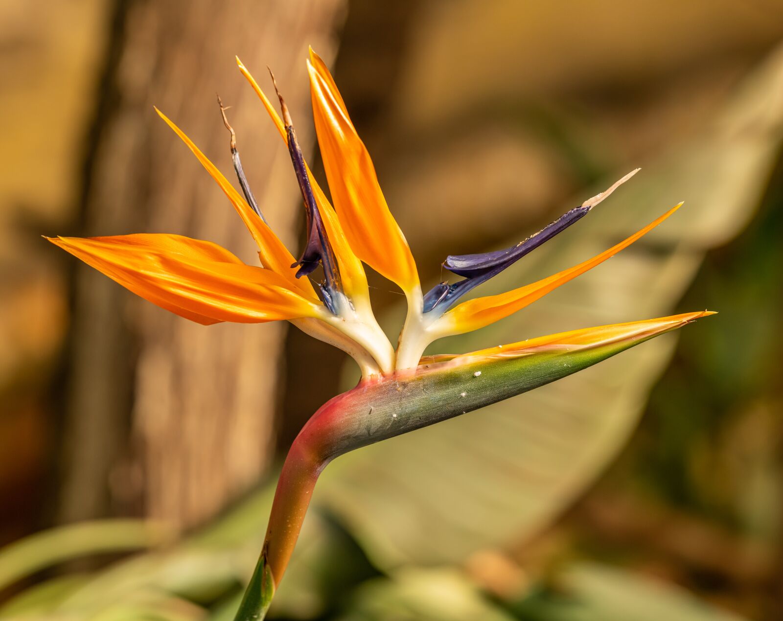 Nikon D850 sample photo. Flower, the exotic, colored photography