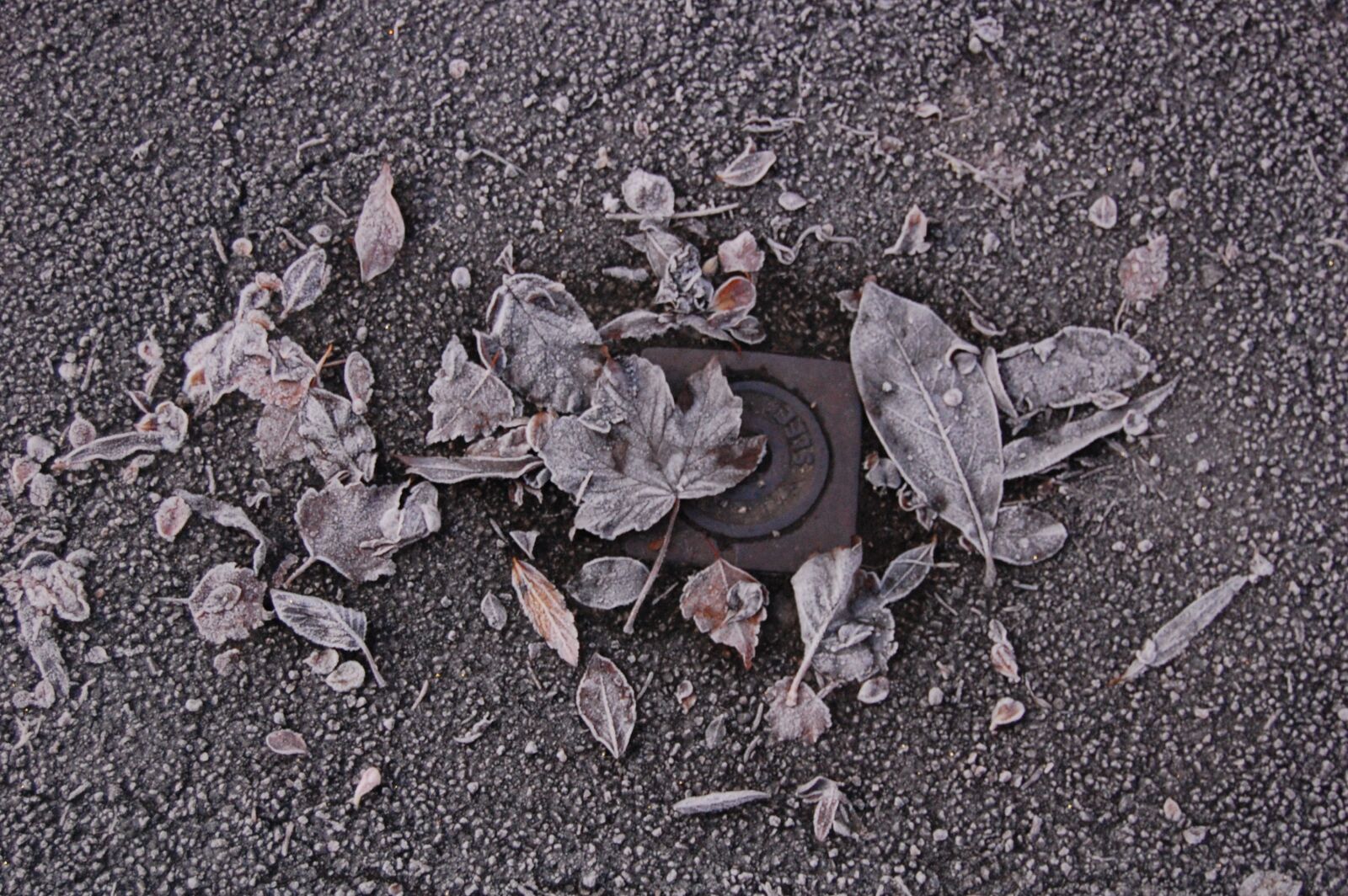 Nikon D40 sample photo. Winter, gel, leaf photography
