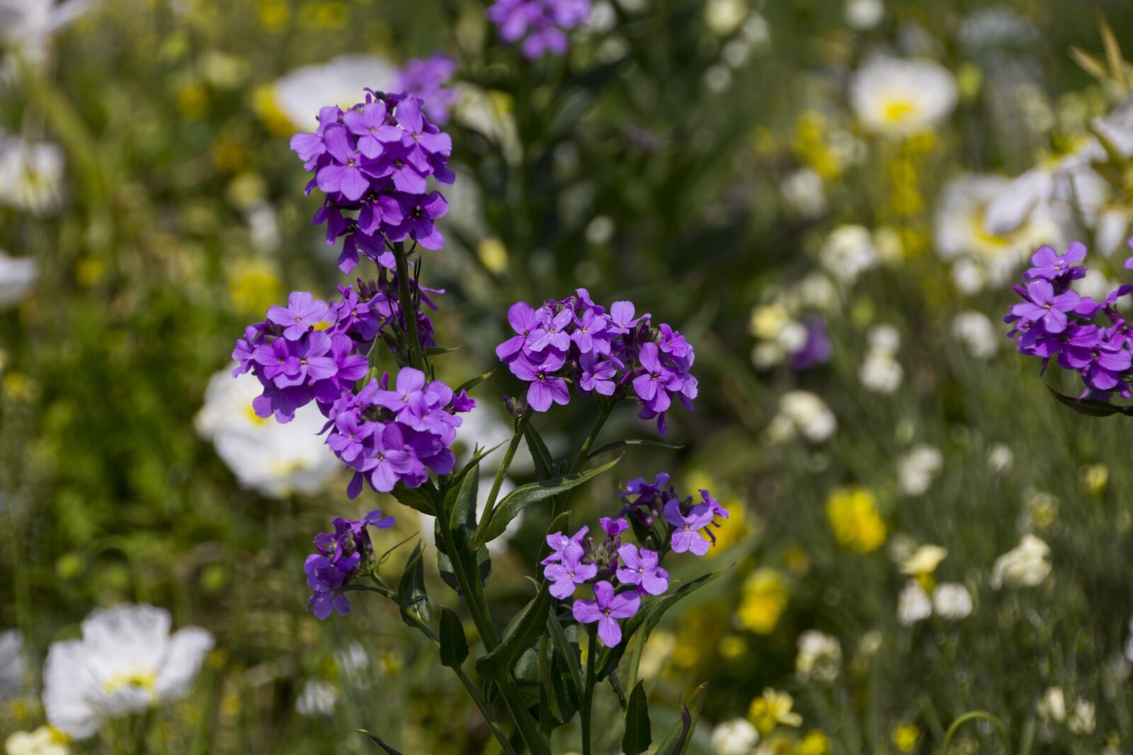 Canon EOS 60D sample photo. Le havre, flowers, color photography
