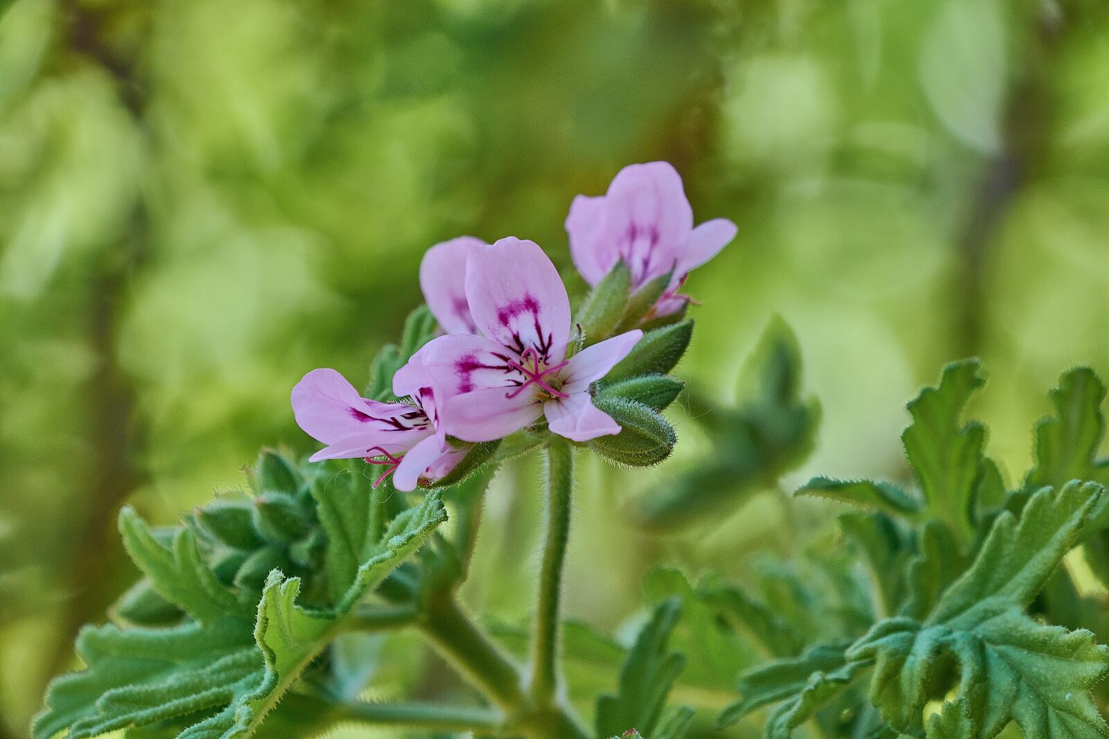 Nikon D7200 sample photo. Geranium lemon, flowering, petals photography