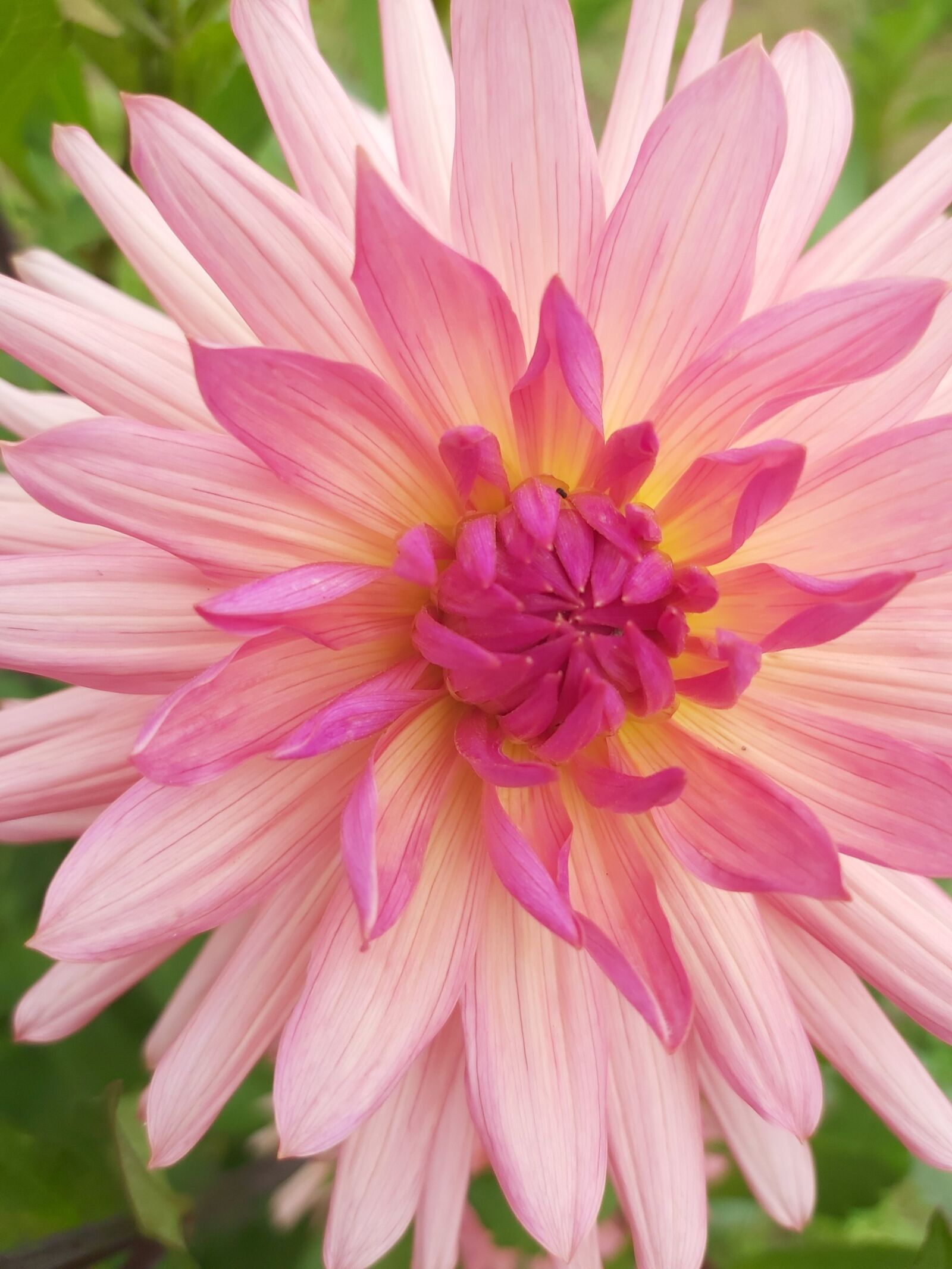 Samsung Galaxy A70 sample photo. Dahlia, plant, flower photography