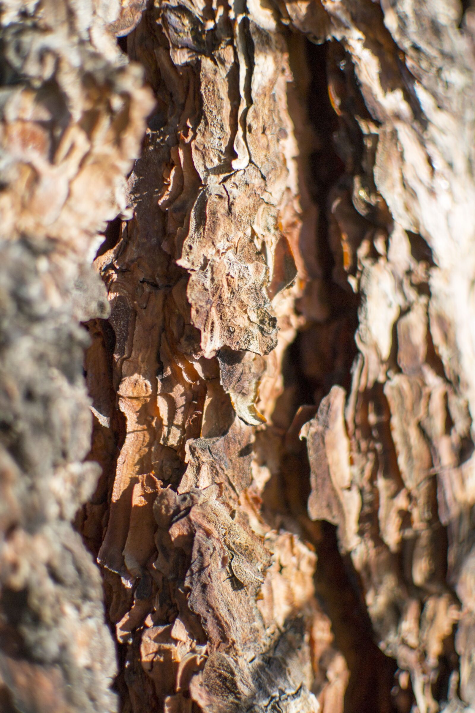 Nikon D3100 sample photo. Bark, texture, ponderosa photography