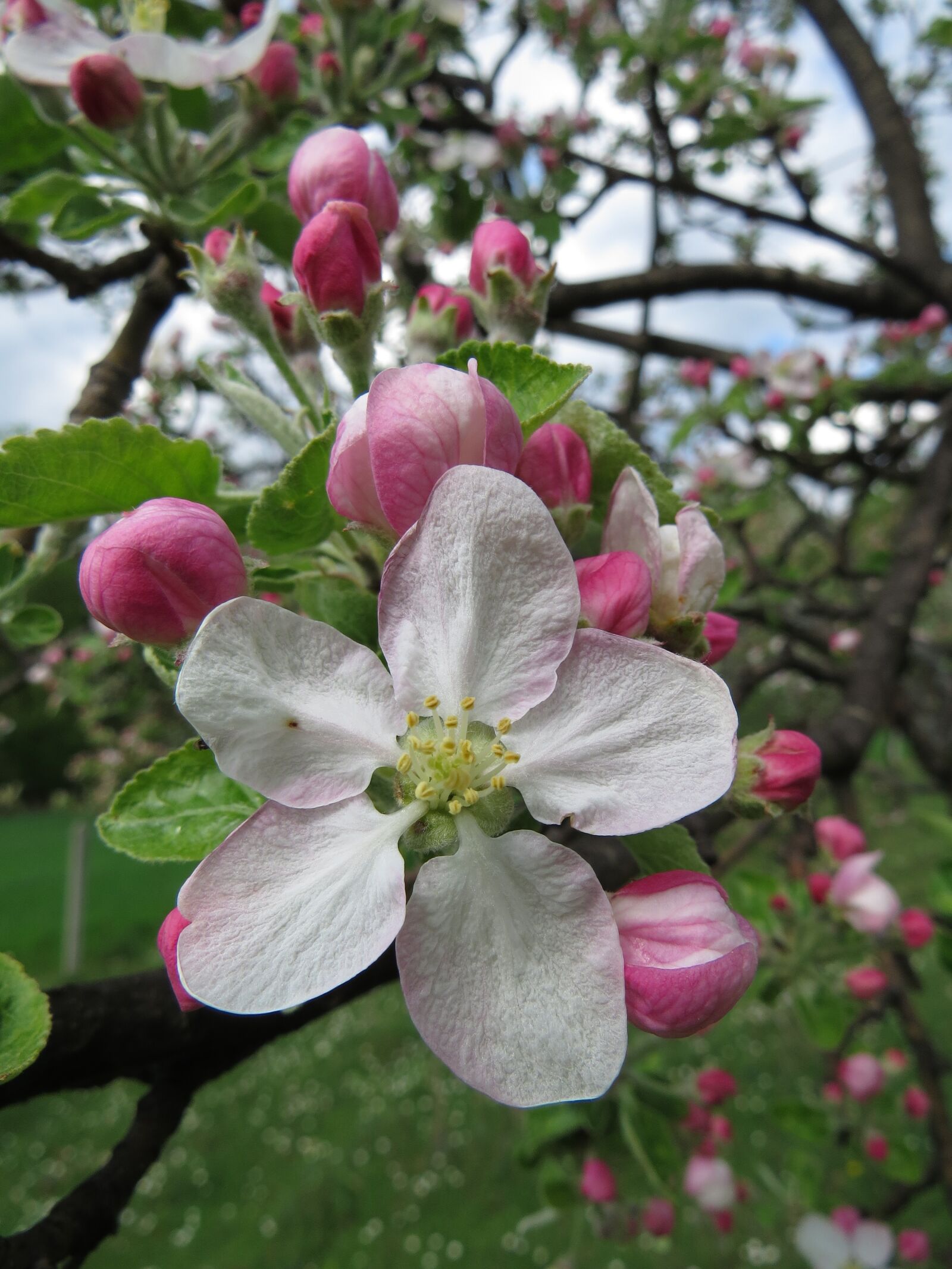 Canon PowerShot SX50 HS sample photo. Apple flower, tree, nature photography