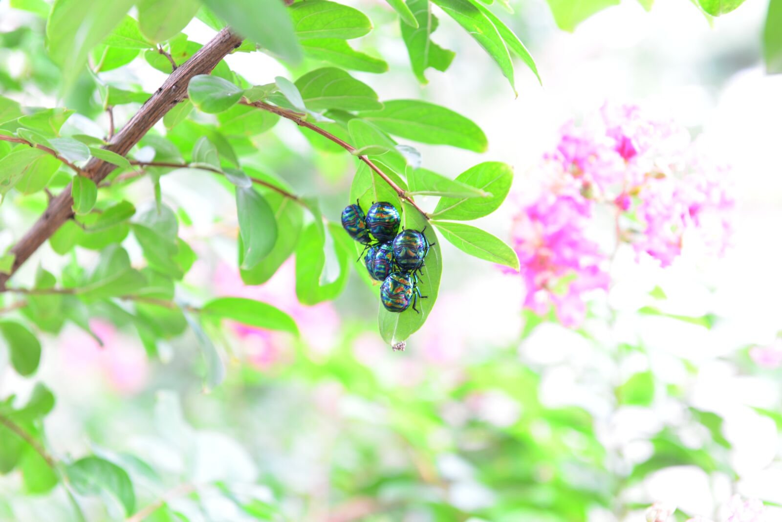 Nikon D600 sample photo. Insects, bug, the leaves photography