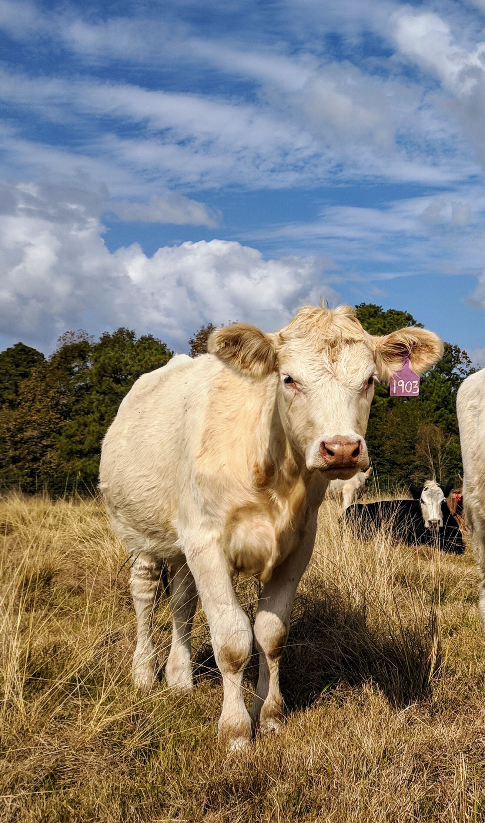 Google Pixel sample photo. White cow, cow, heifer photography