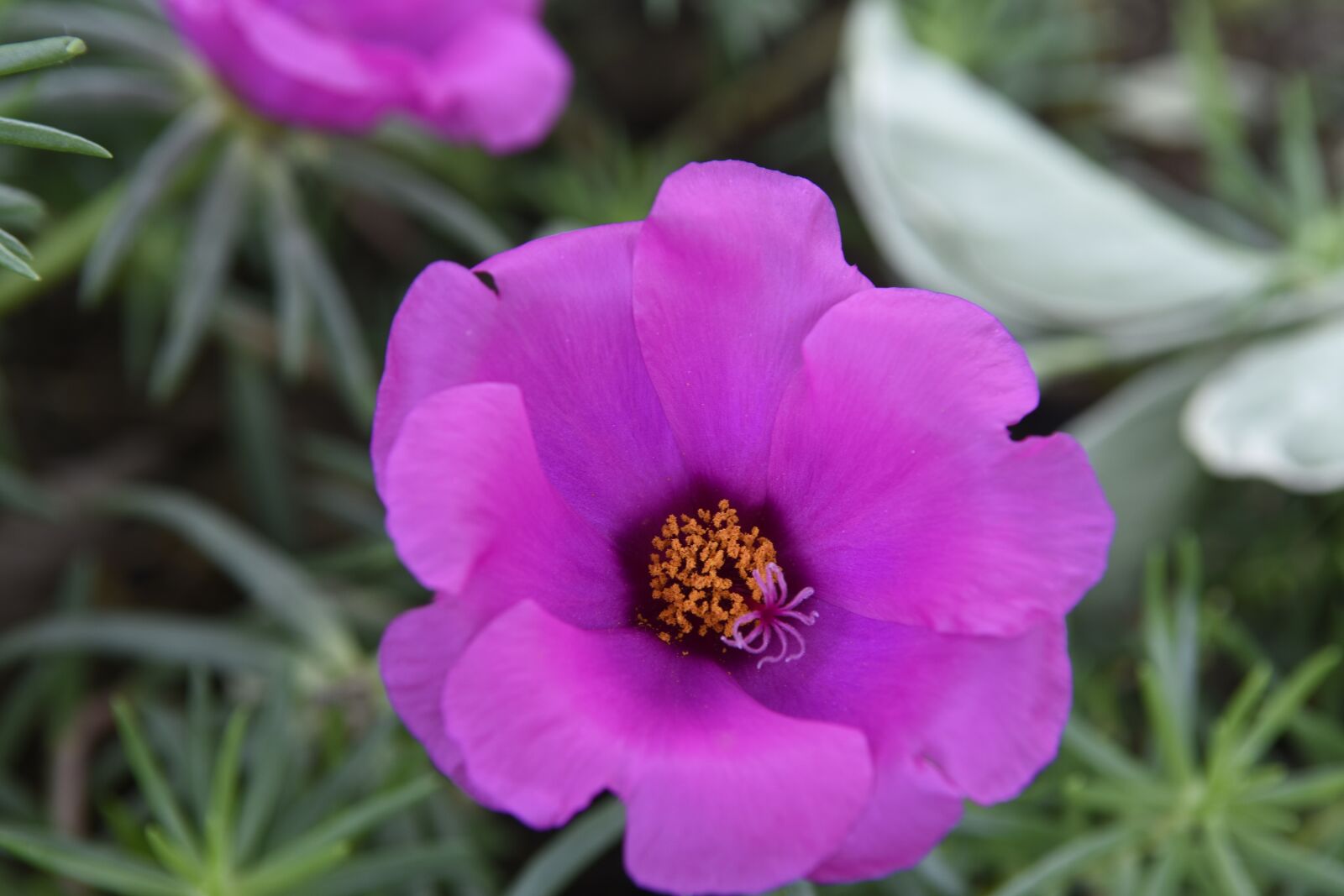 Nikon D7200 sample photo. Purple, spring, plant photography