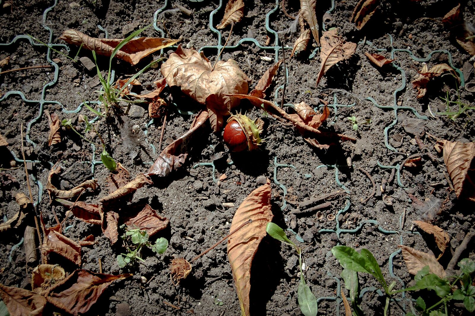 Nikon D40 sample photo. Chestnut, autumn, foliage photography