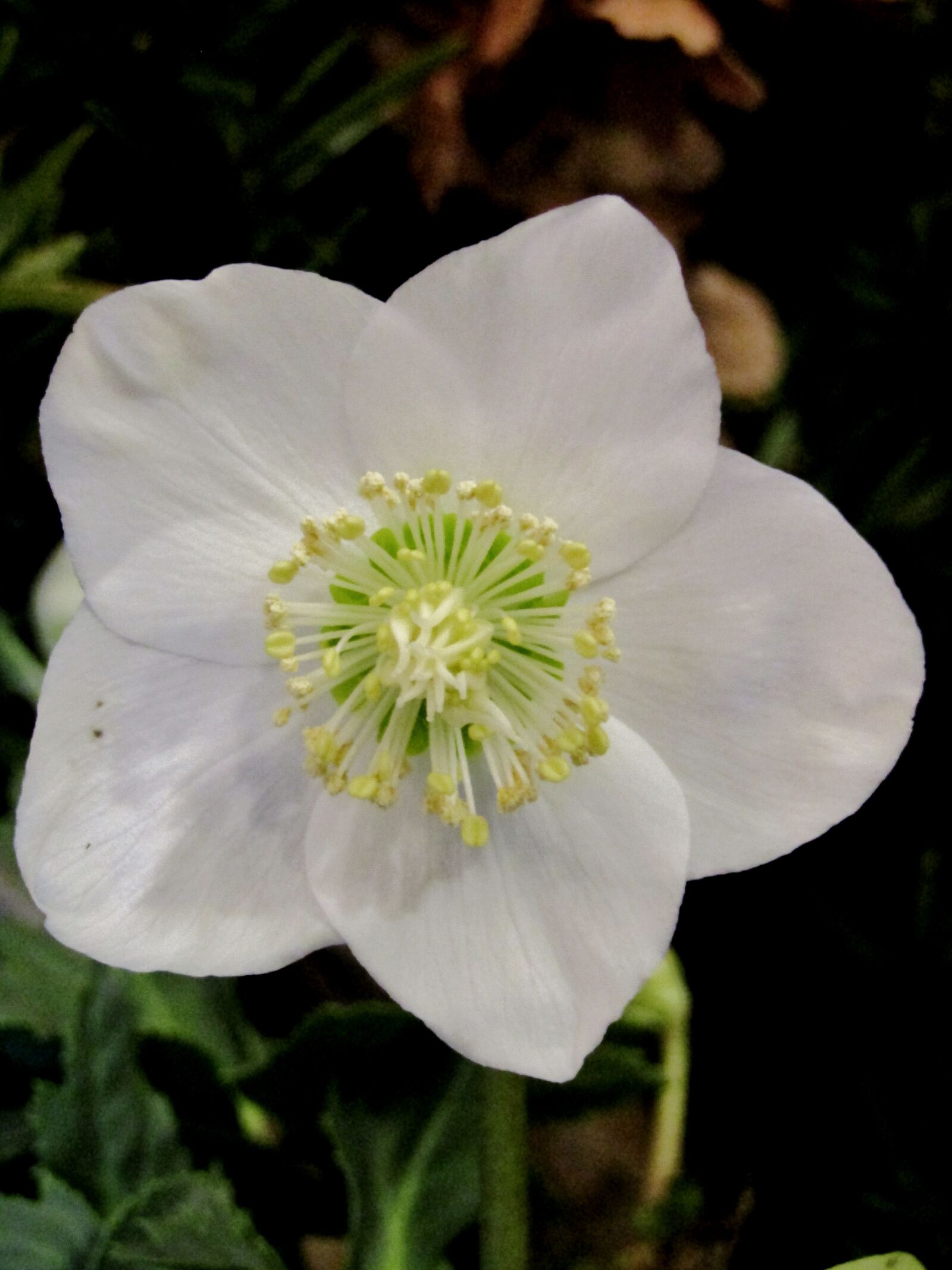 Canon POWERSHOT SX432 IS sample photo. Christmas rose, flower, blossom photography