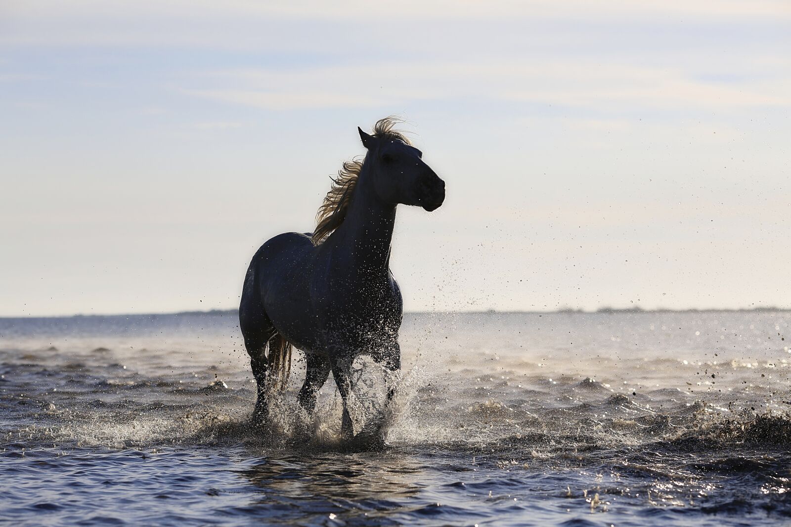 Canon EOS 5D Mark III sample photo. Horse, gallop, horses photography