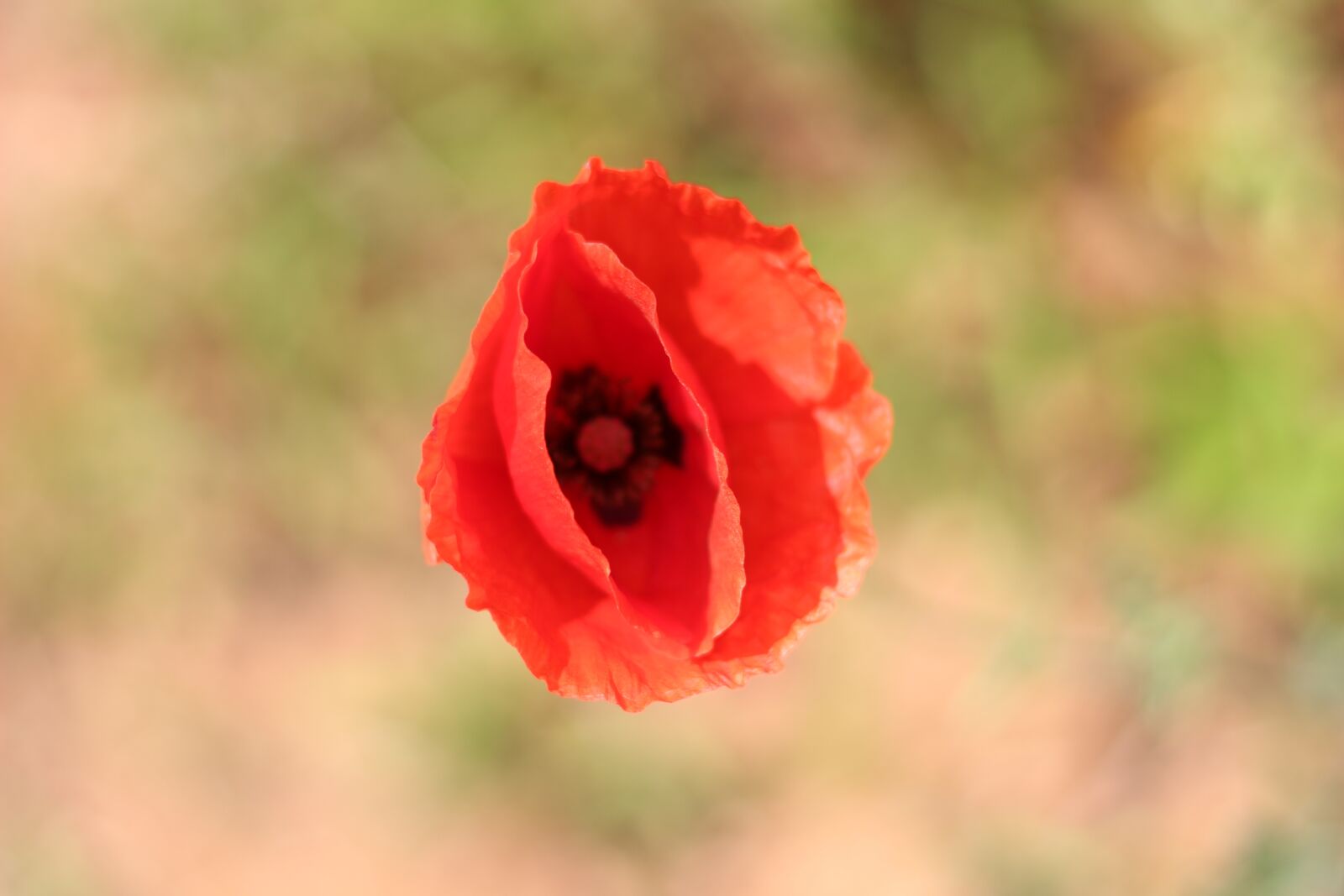 Canon EF 50mm F1.8 STM sample photo. Nature, wildflower, flowers photography